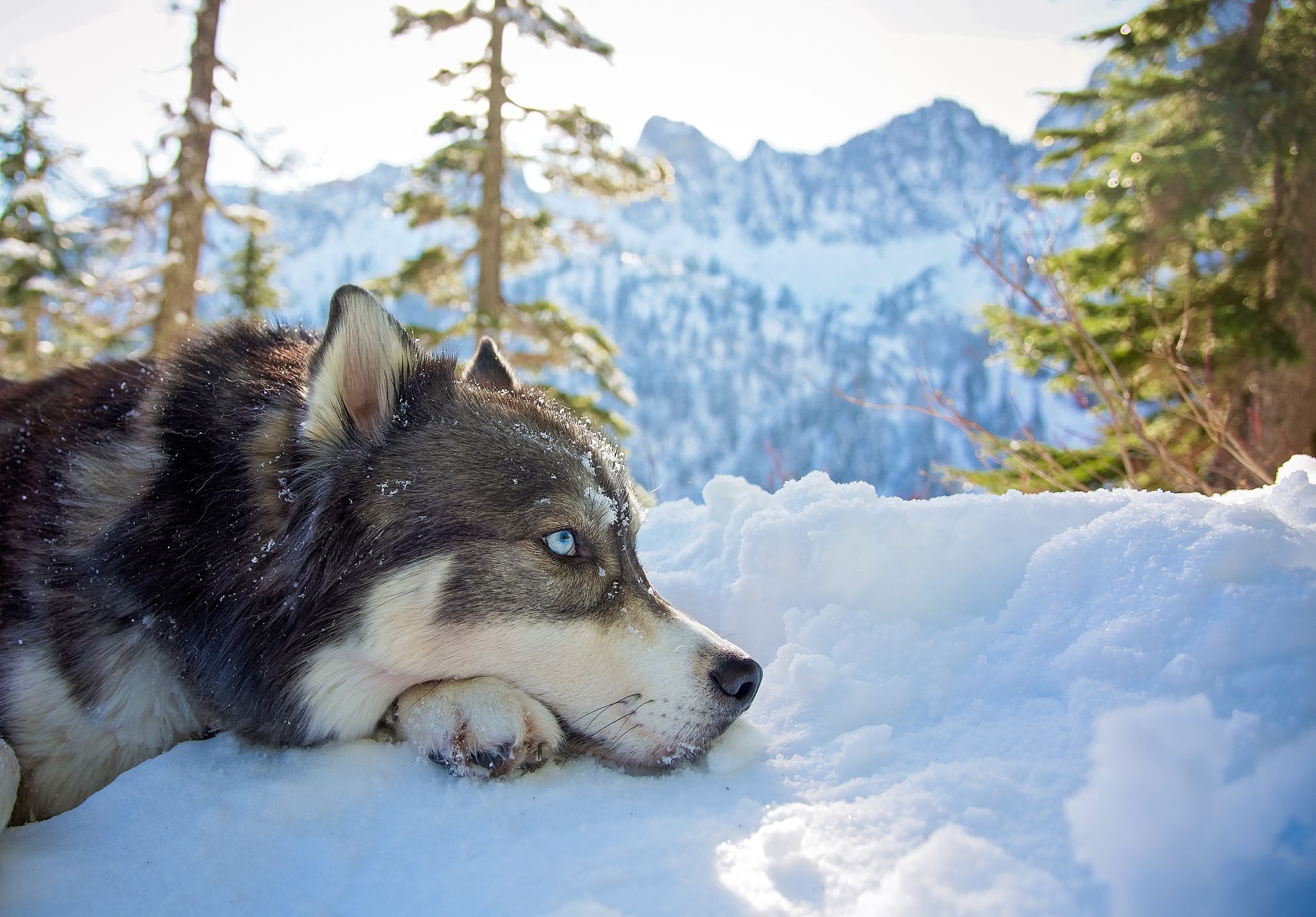 Dog Husky Pet Resting Snow Winter 2048x1427