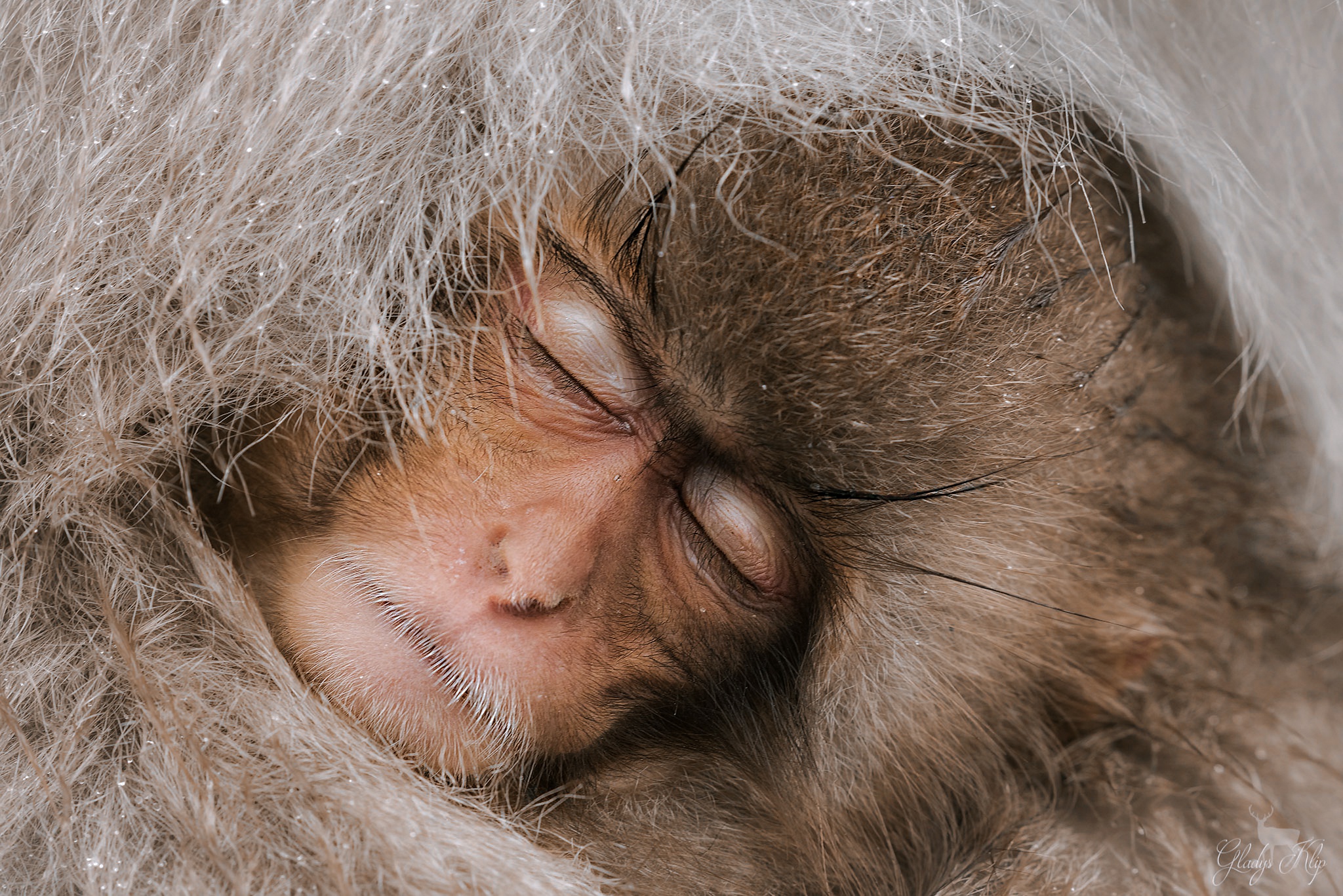 Baby Animal Monkey Wildlife 2048x1367