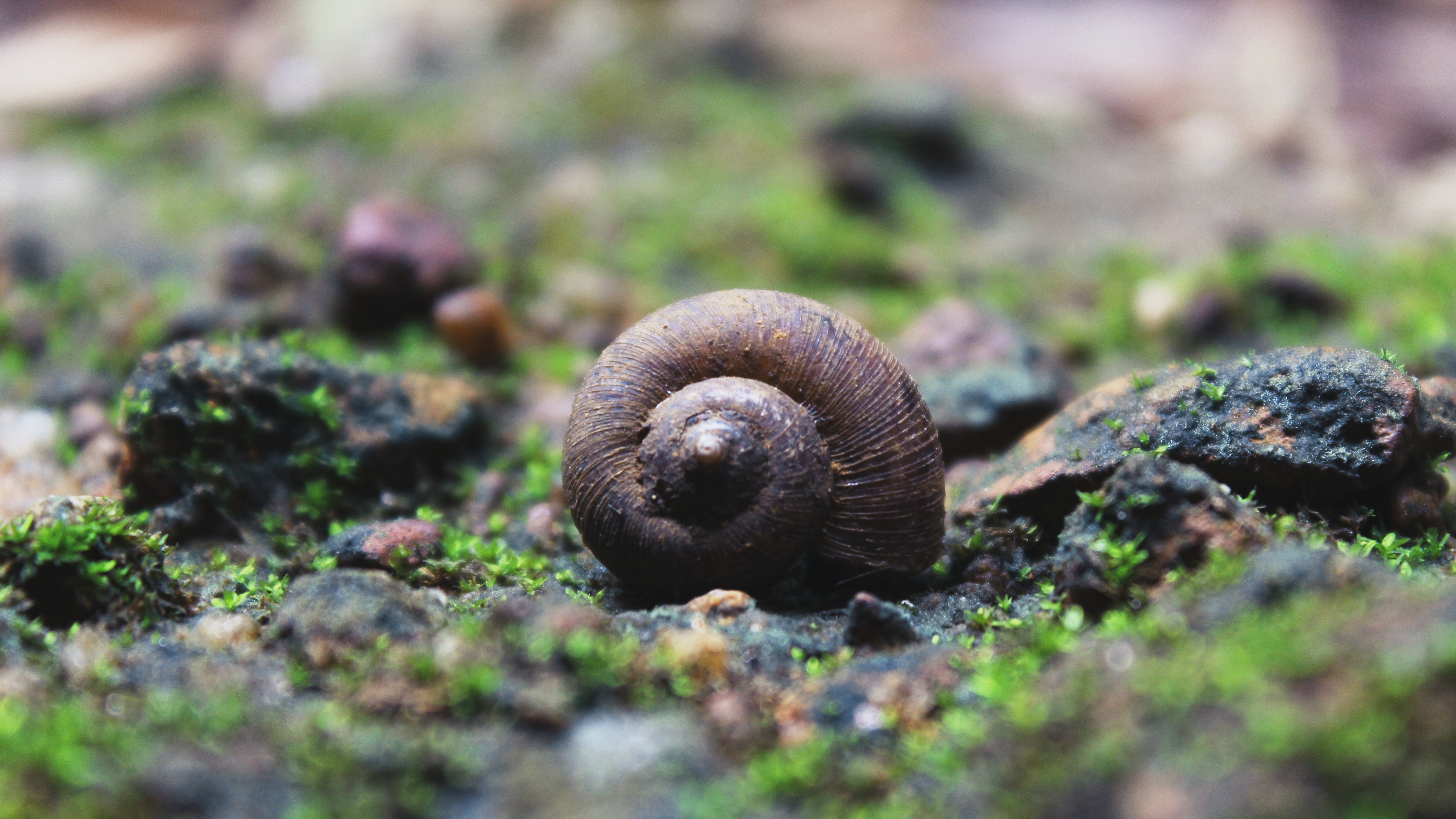 Nature Shell Snail 4096x2304