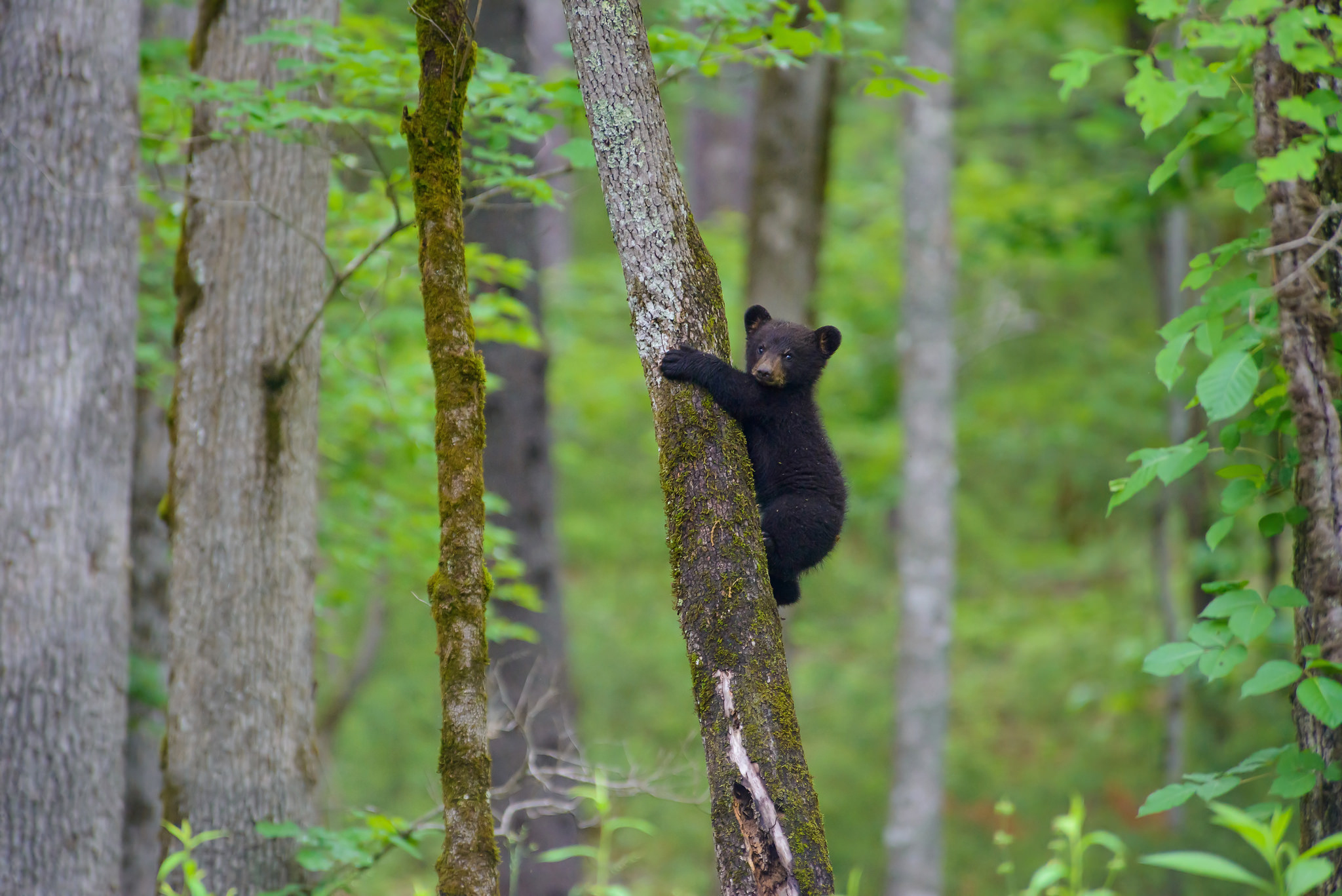 Baby Animal Bear Cub Wildlife 2048x1367