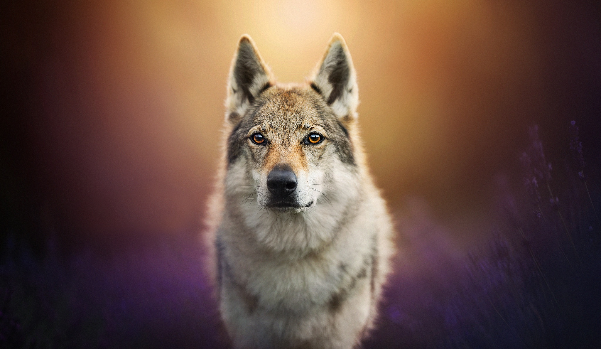 Czechoslovakian Wolfdog Depth Of Field Muzzle Stare Wolf Predator Animal 2048x1189