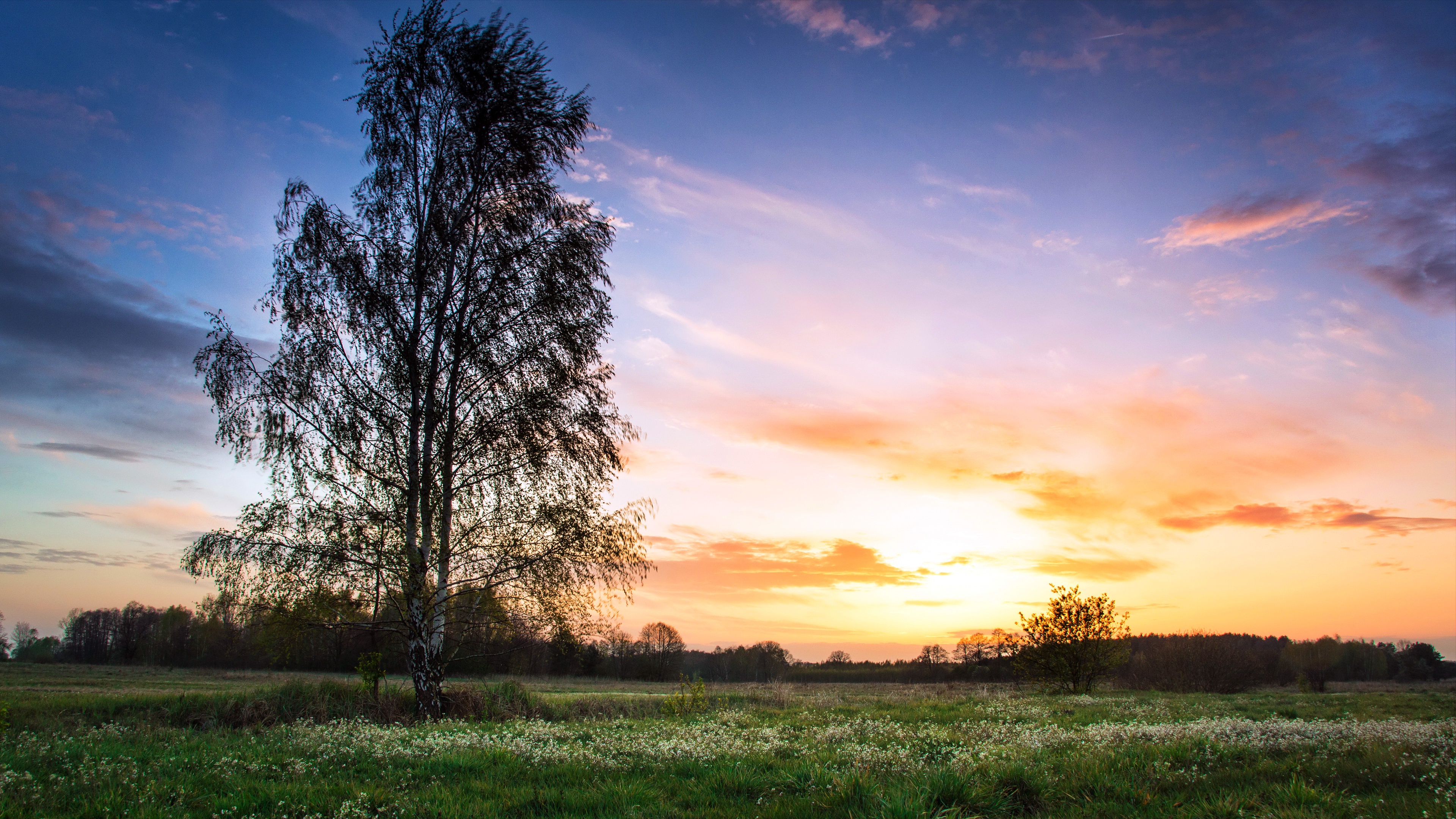 Field Sunset Tree 3840x2160