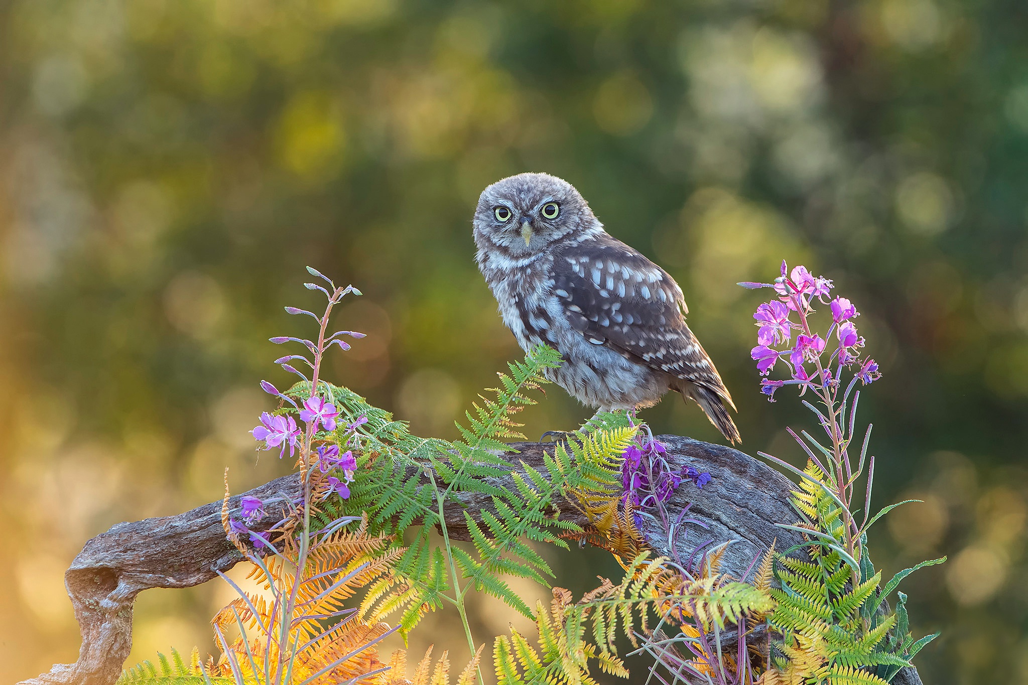 Bird Bokeh Owl Wildlife 2048x1365