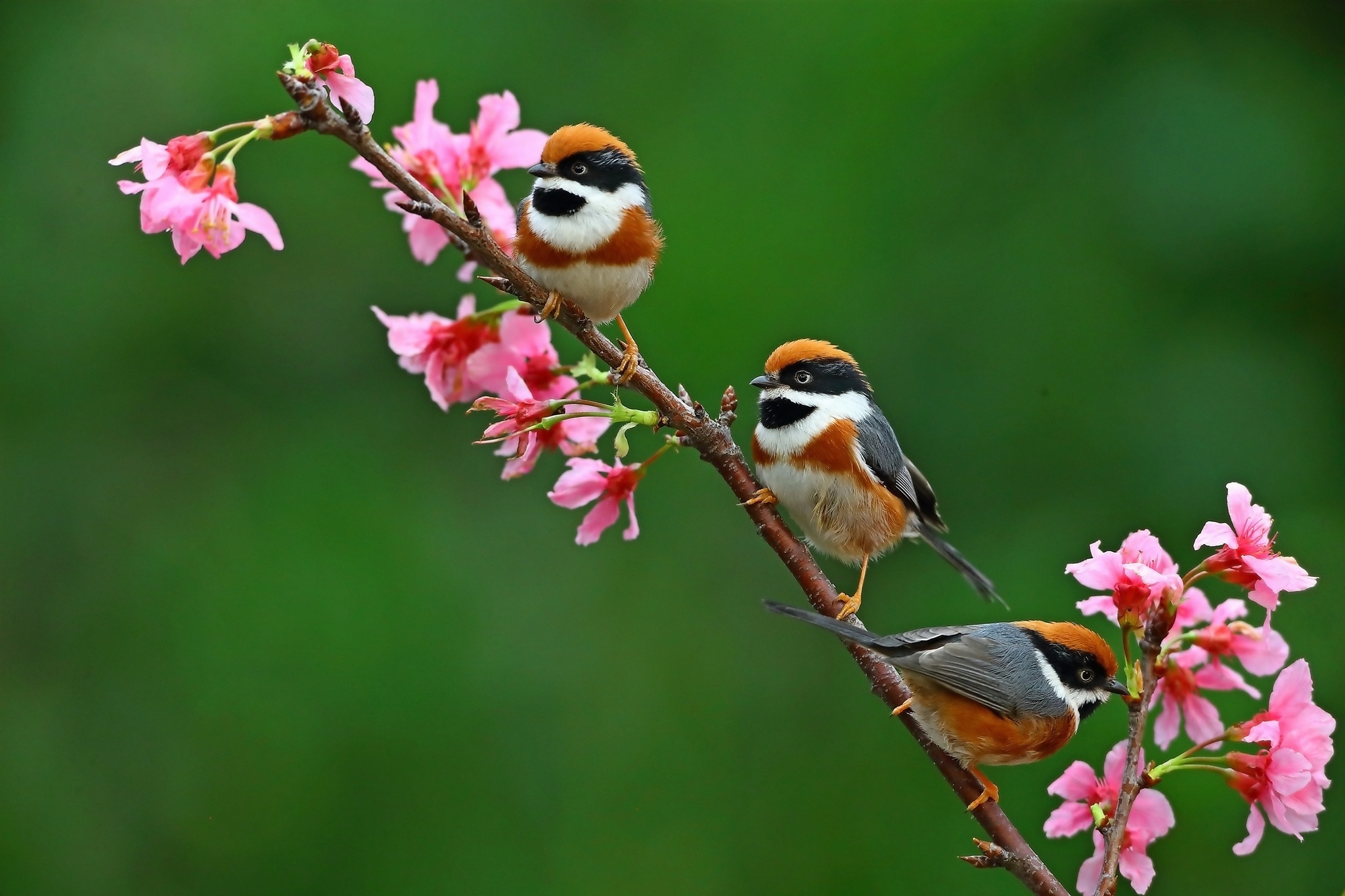 Bird Flower Wildlife 2048x1365