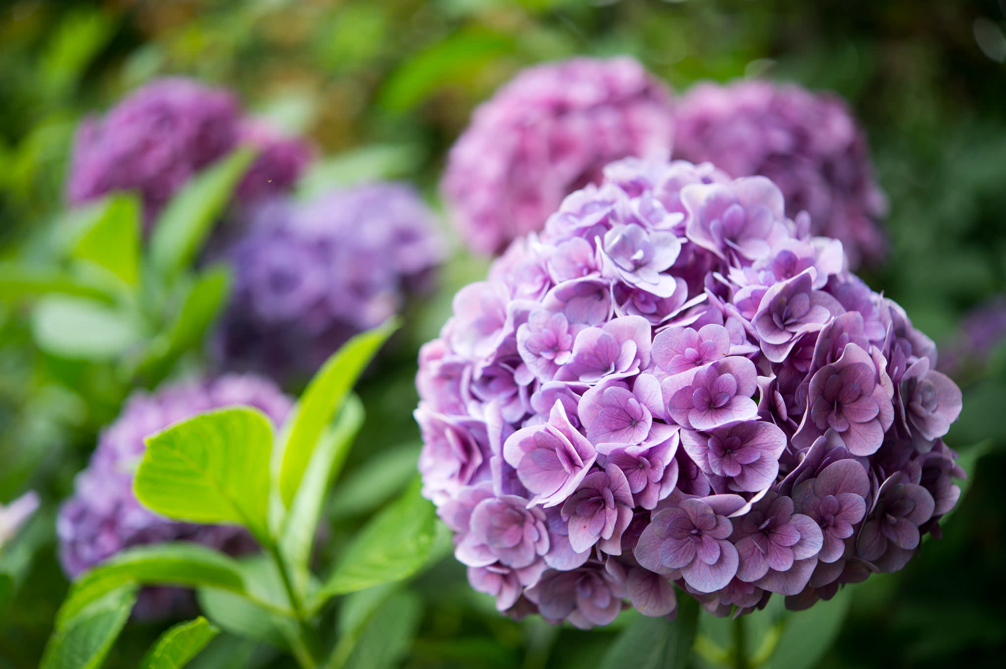 Close Up Flower Hydrangea Nature Purple Flower 2048x1363