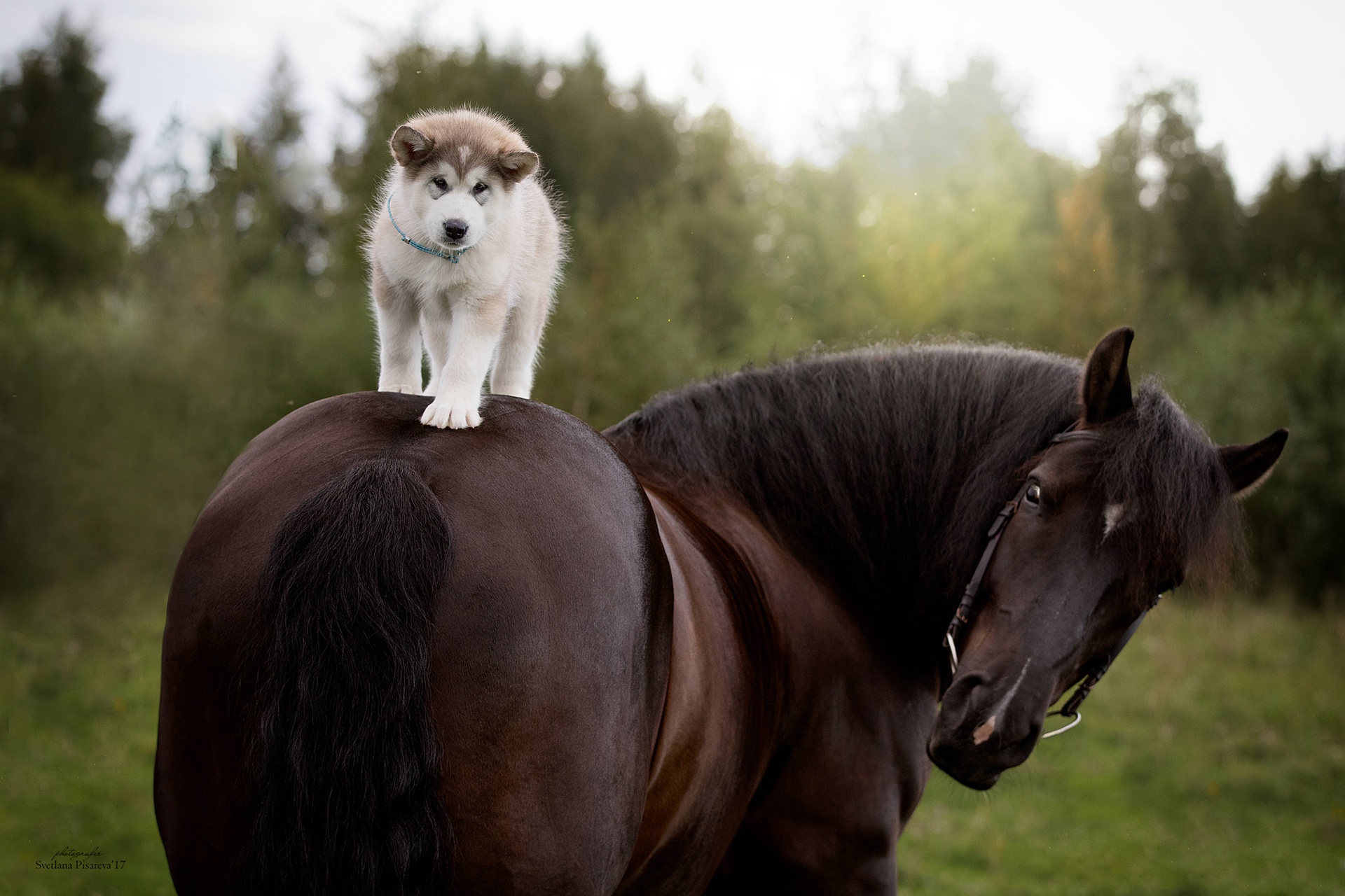 Baby Animal Dog Horse Pet Puppy Siberian Husky 1920x1280