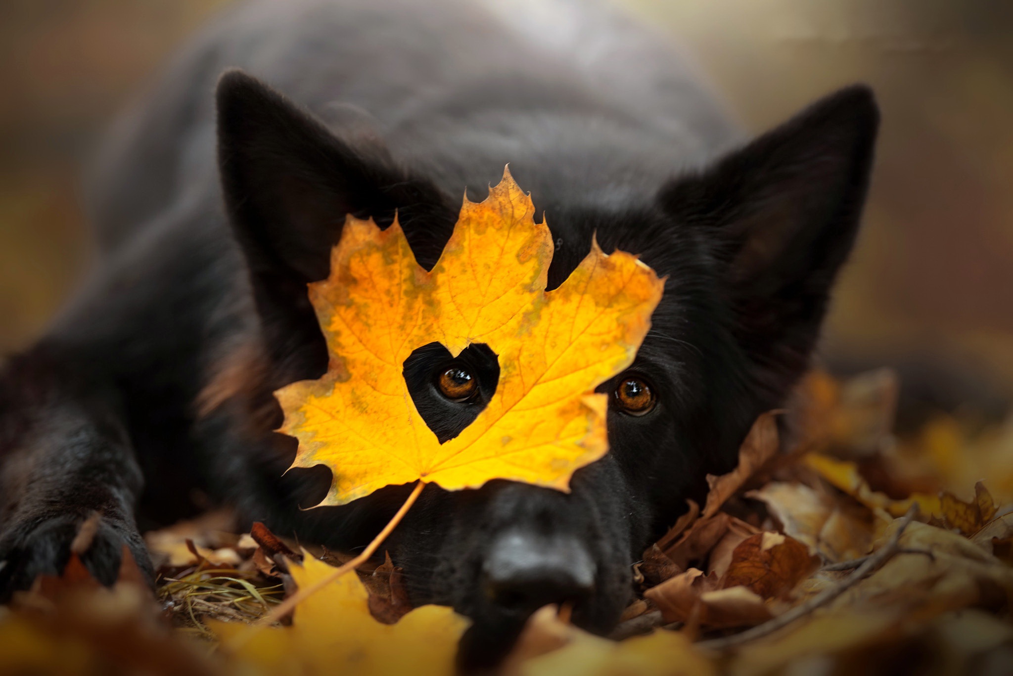 Cute Dog Fall Heart Leaf Pet 2048x1367