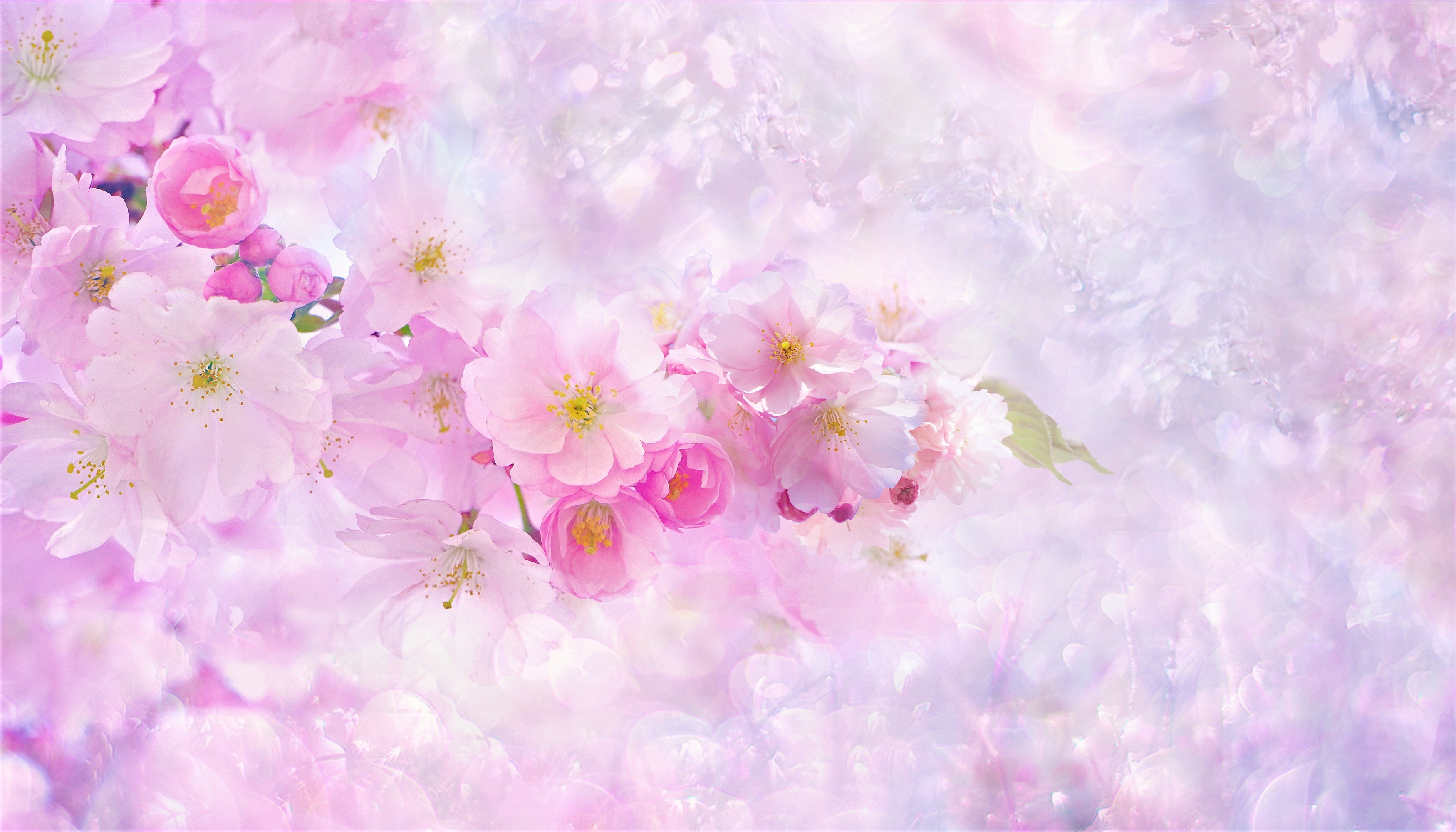 Artistic Blossom Branch Pink Flower Sakura 3500x2000