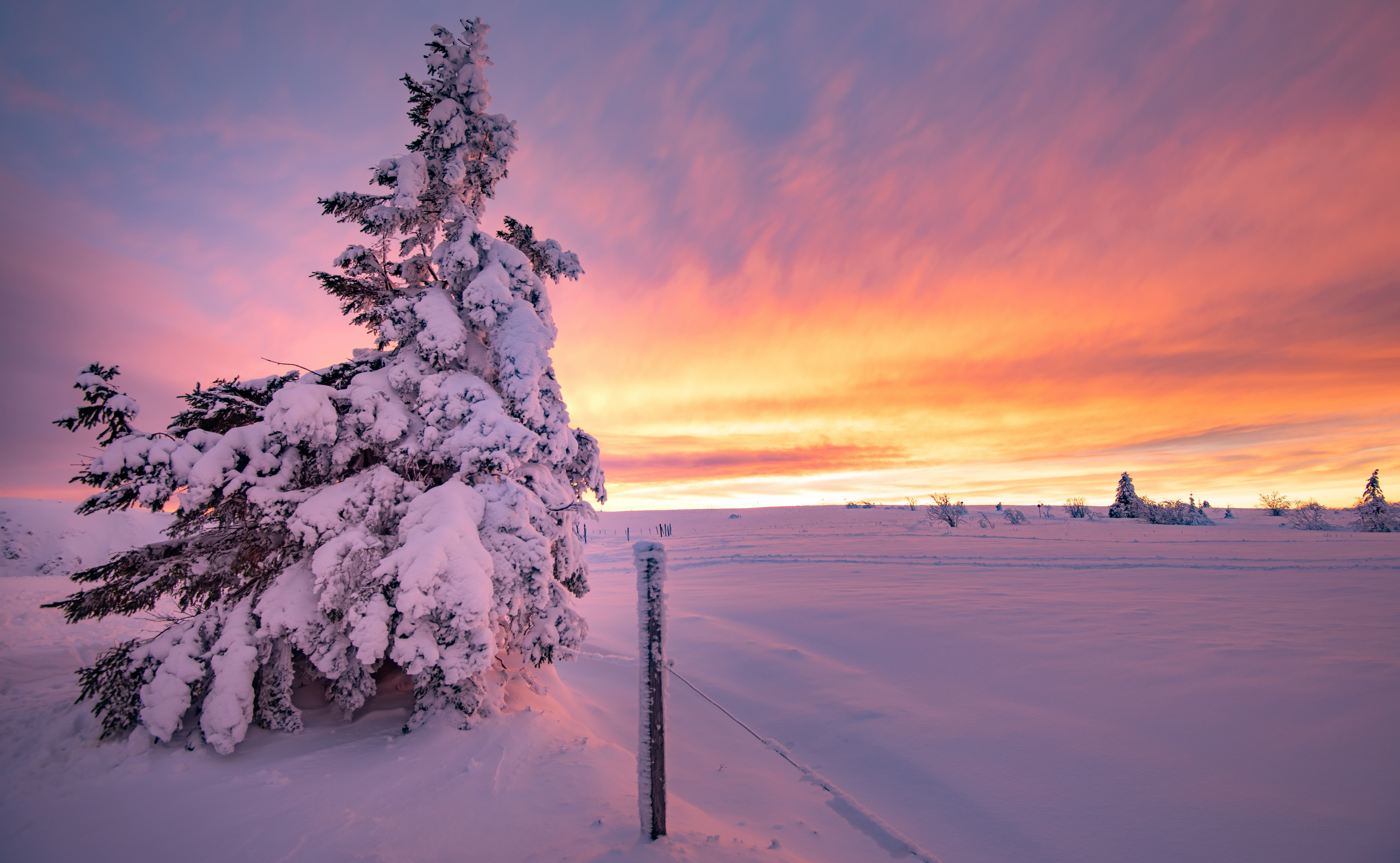 Fir Tree Snow Sunset Winter 7120x4387
