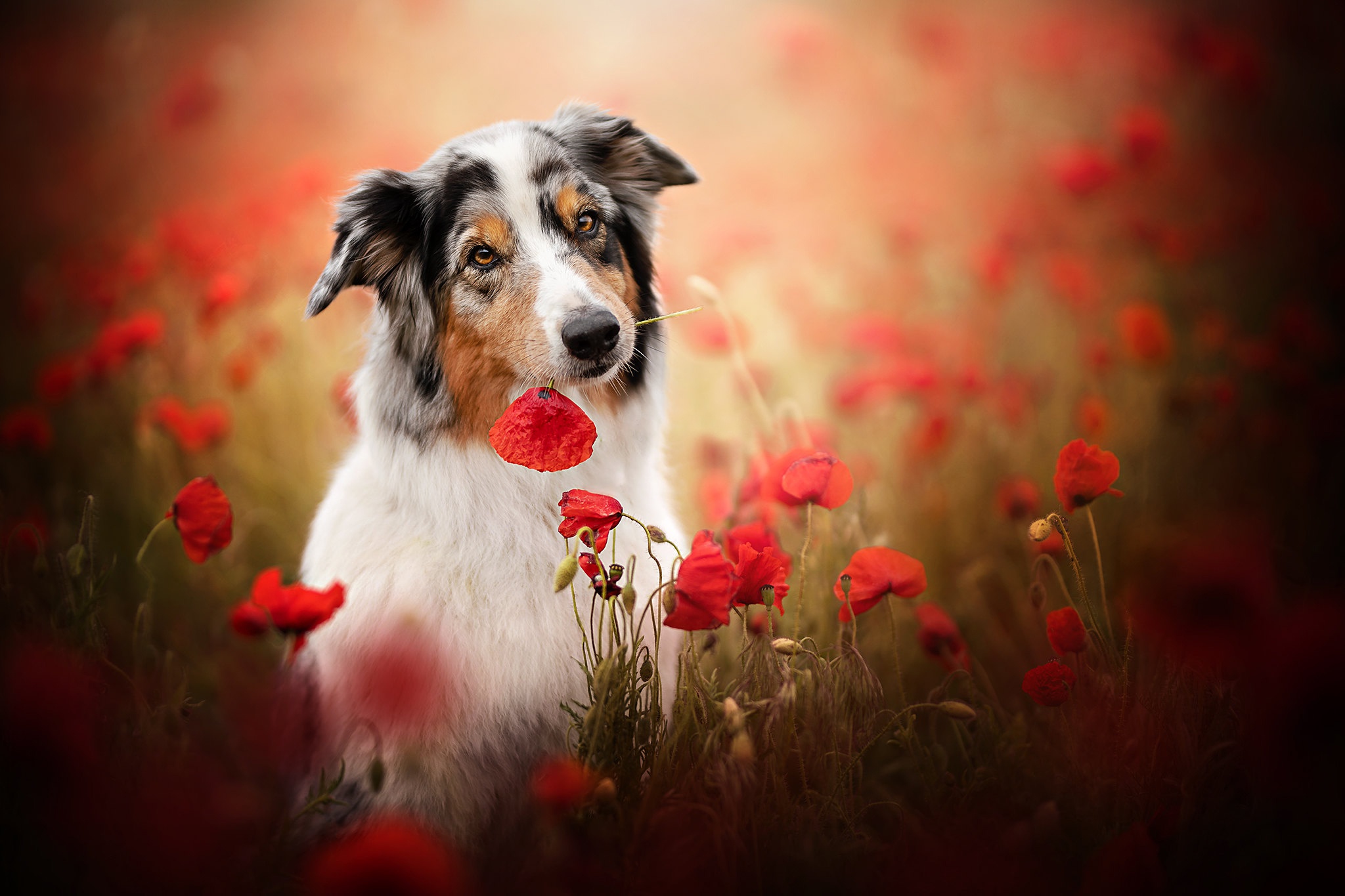 Australian Shepherd Dog Pet Poppy Red Flower 2048x1365