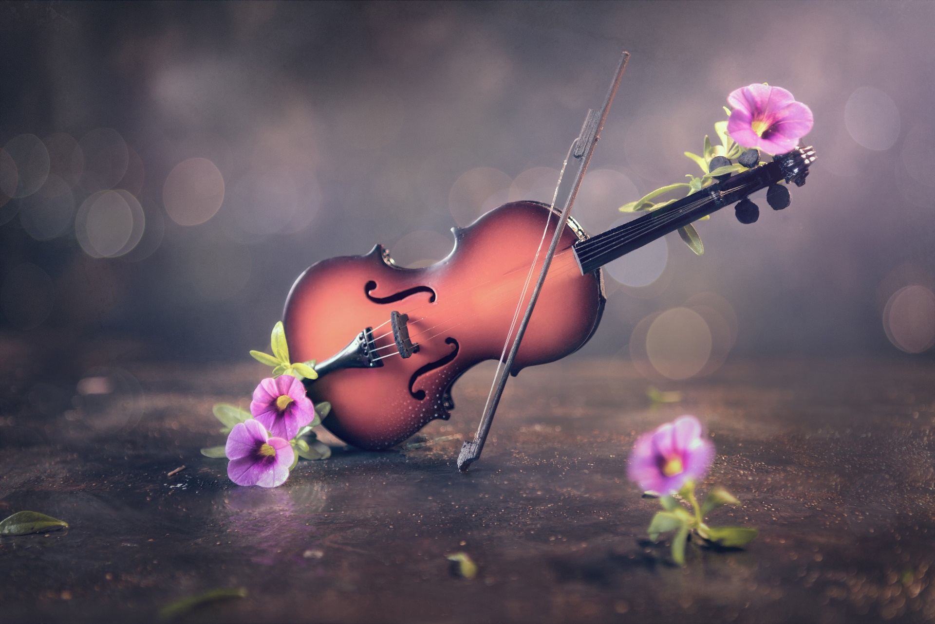 Flowers Plants Violin Musical Instrument 1920x1282