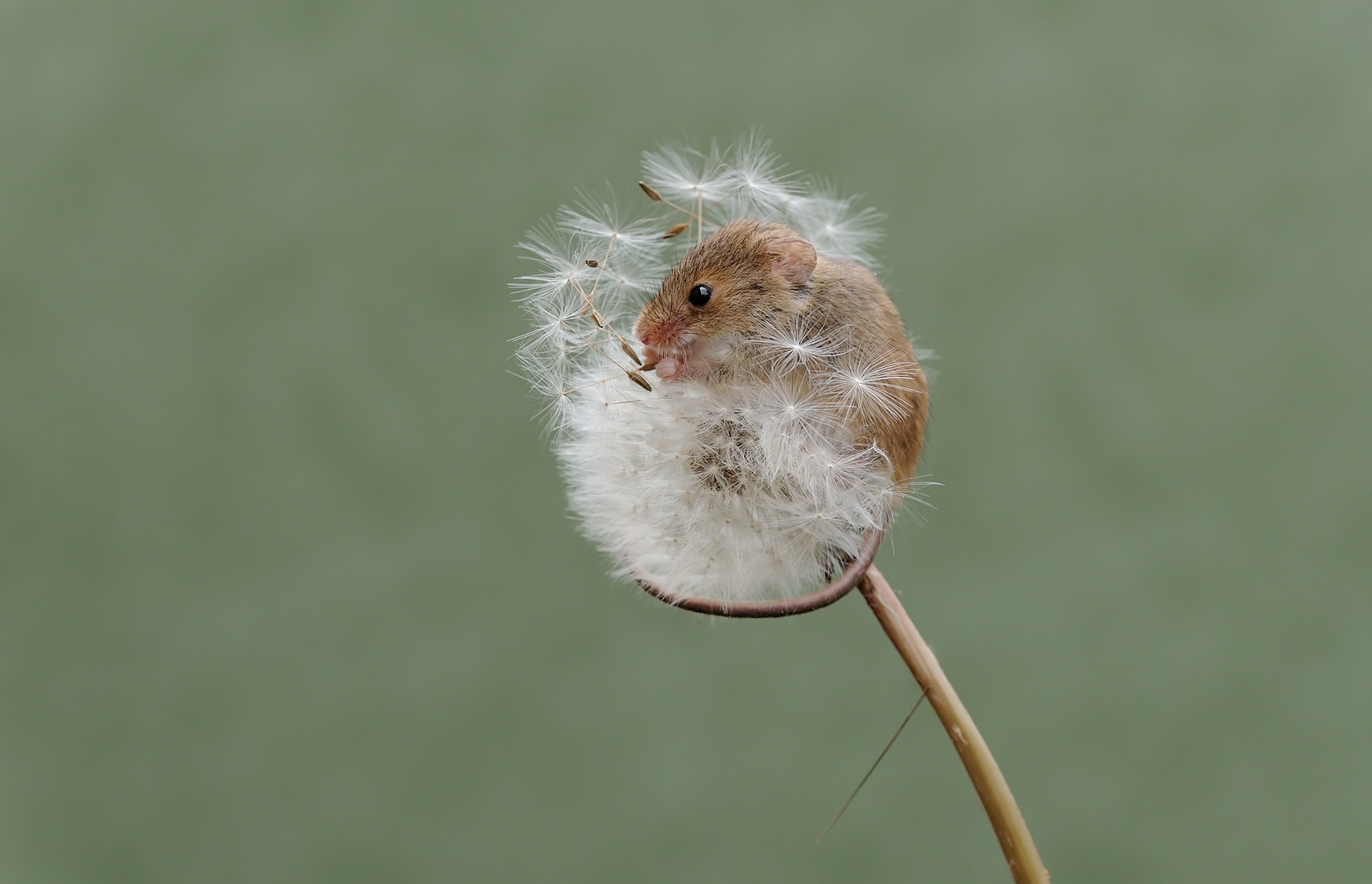 Close Up Dandelion Mouse Rodent Wildlife 1920x1237