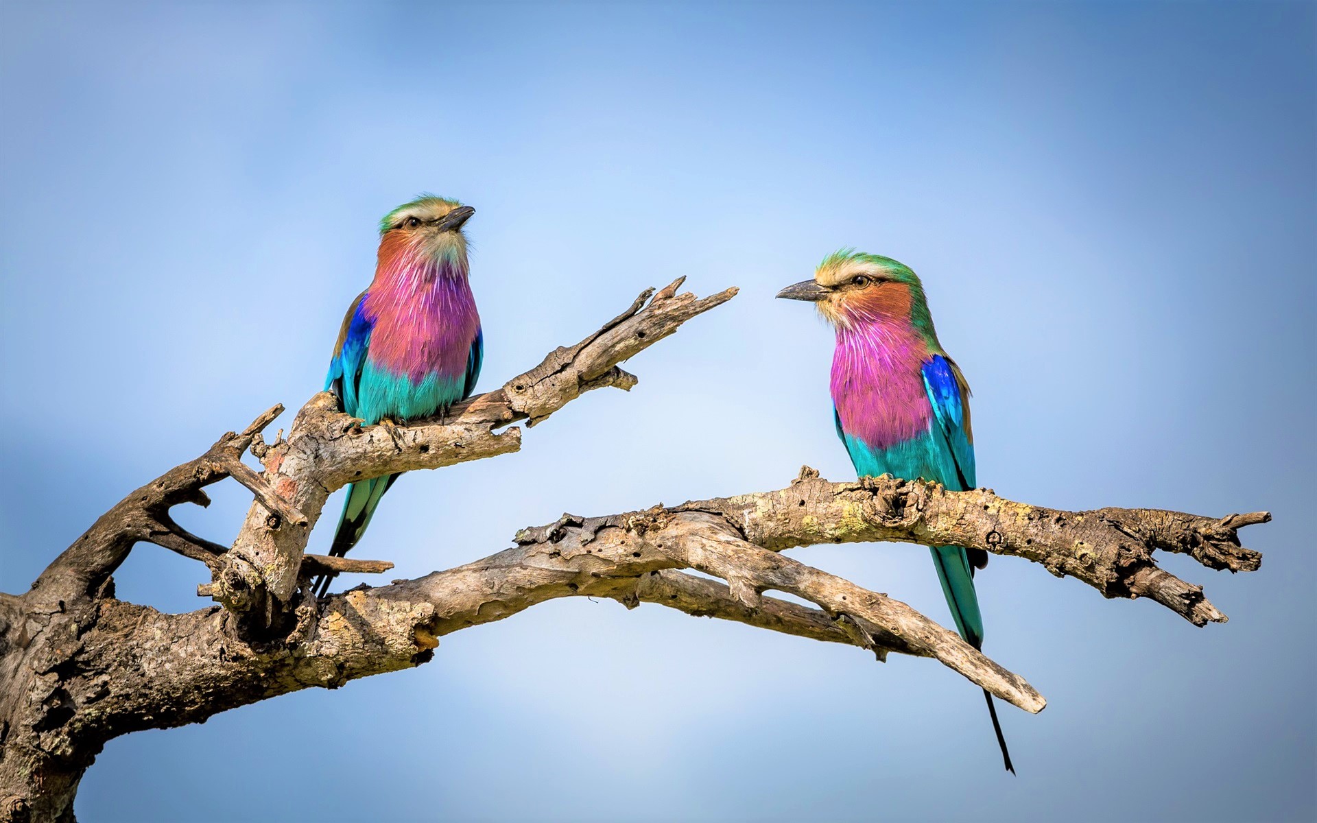 Animal Bird Branch Colorful Colors Lilac Breasted Roller Wildlife 1920x1200