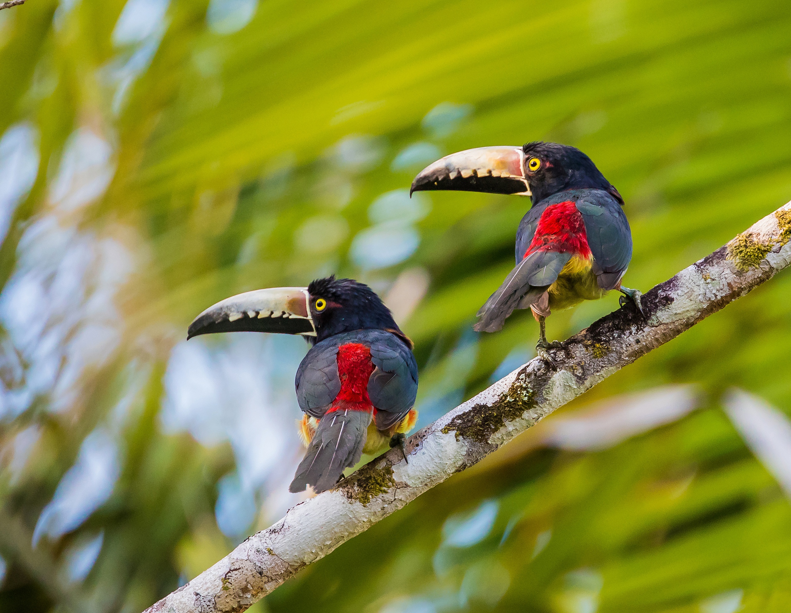 Bird Toucan Wildlife 2560x1985