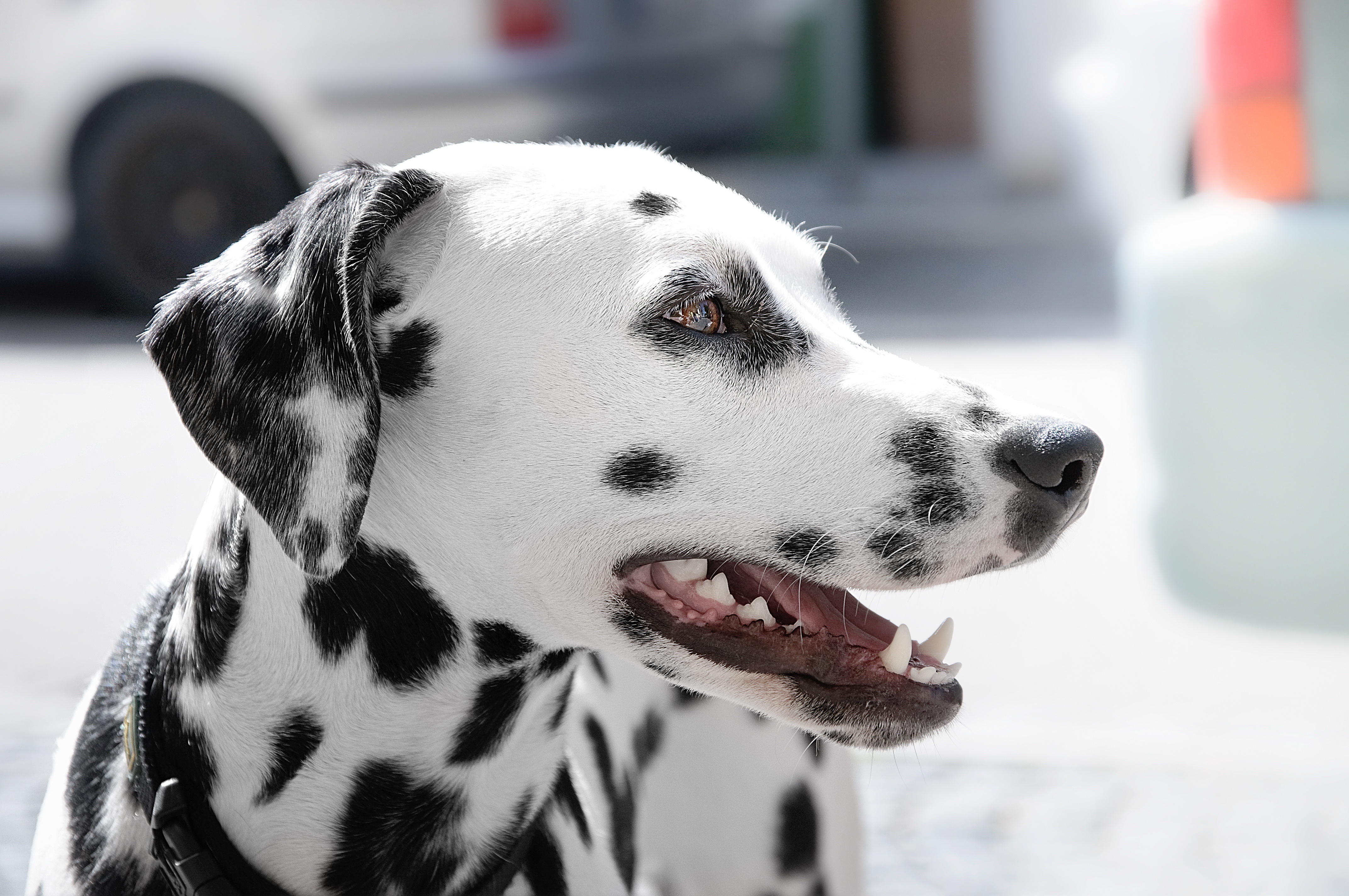 Dalmatian Dog Pet 4288x2848