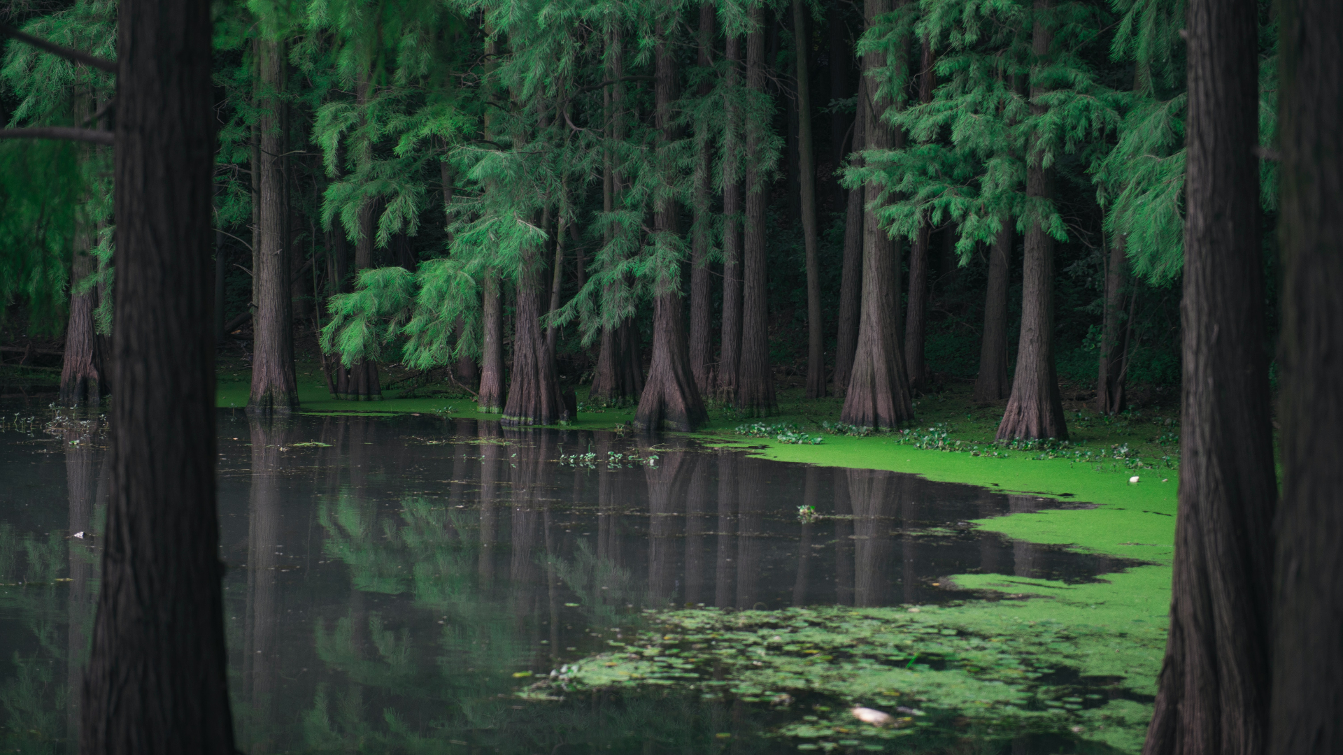 Nature Trees Water Lake Moss Plants Forest Wuhan China 1920x1080