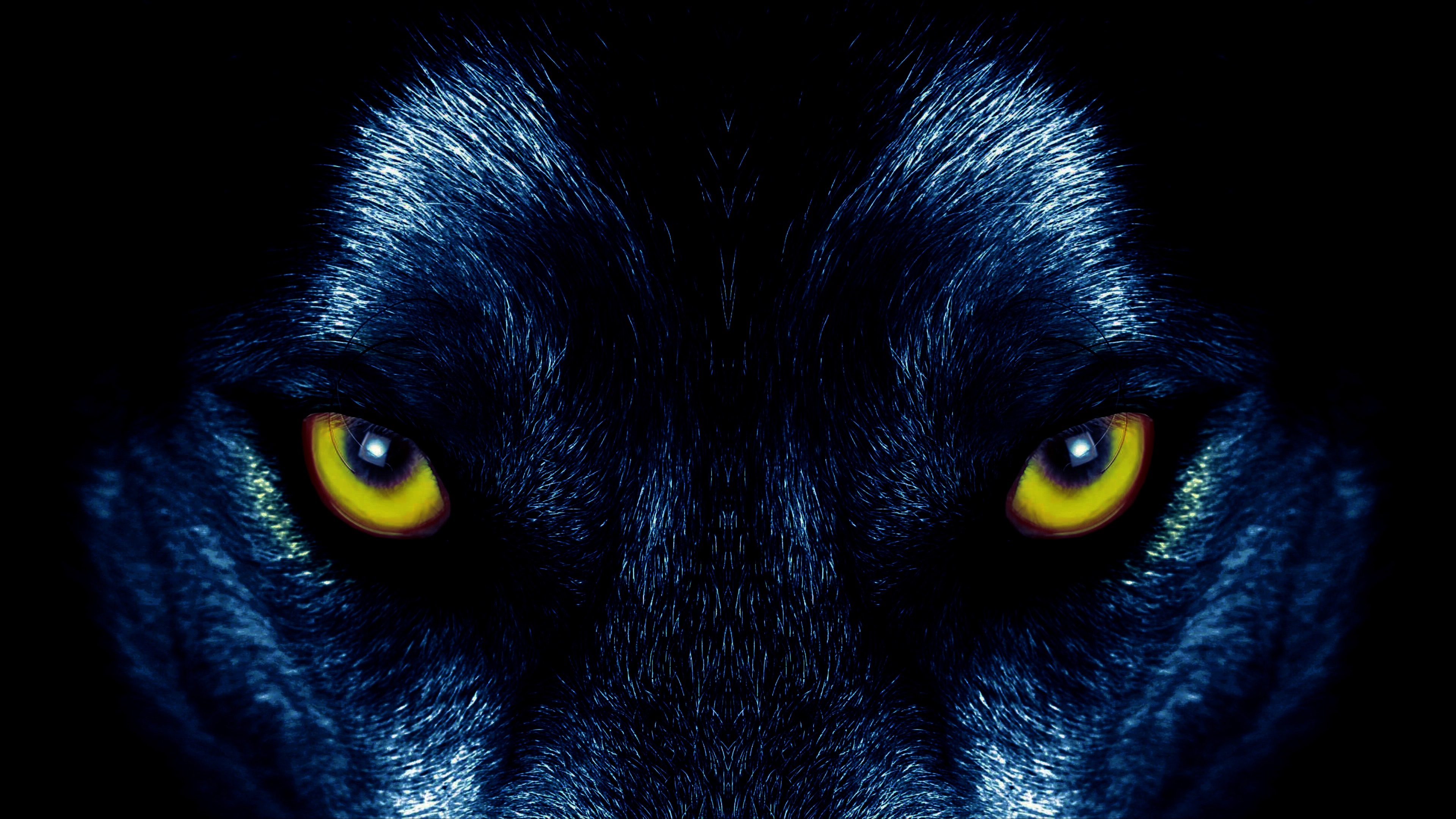 Animal Stare Wolf 3840x2160