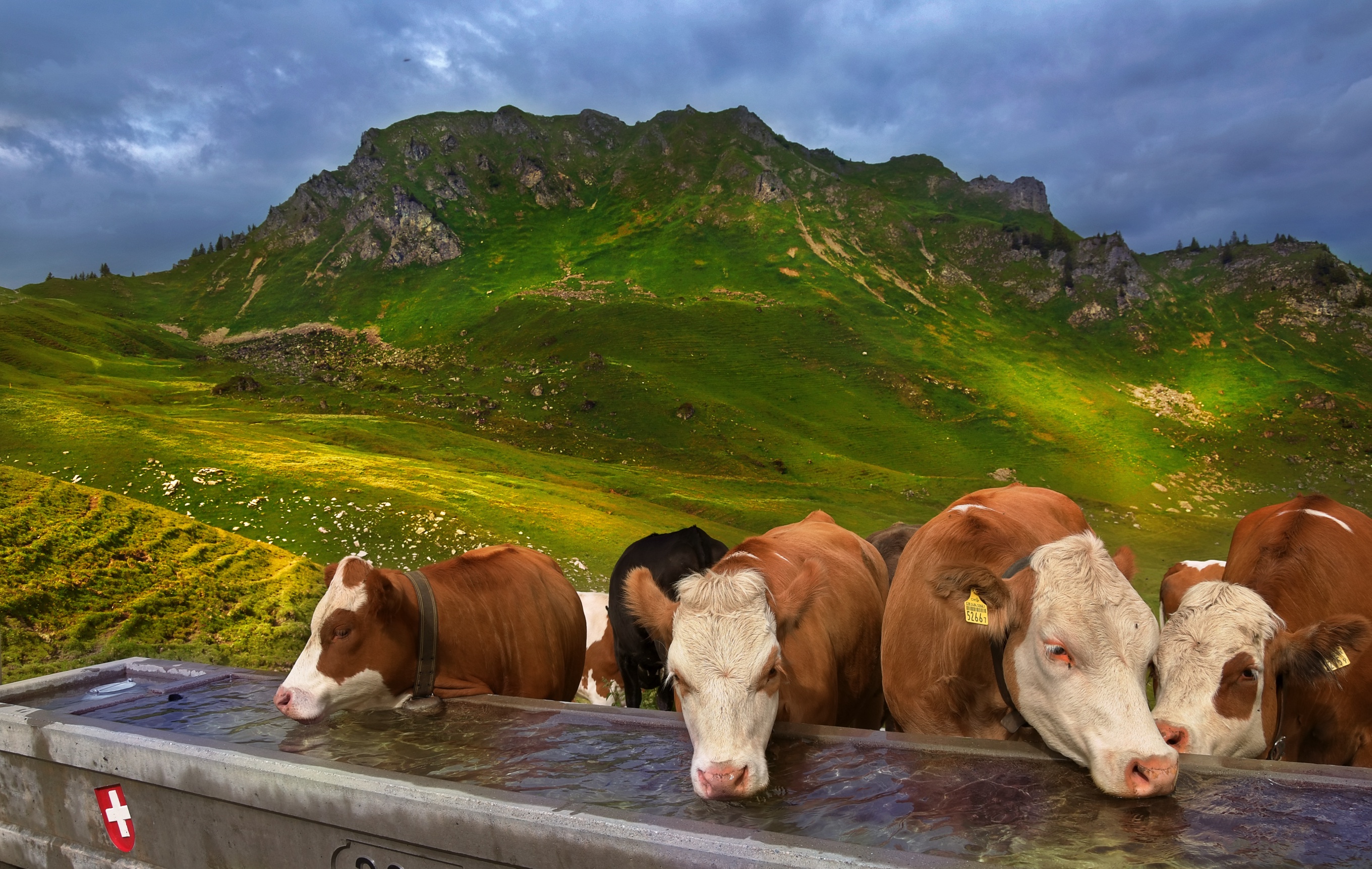 Cow Herd Mountain 2720x1723