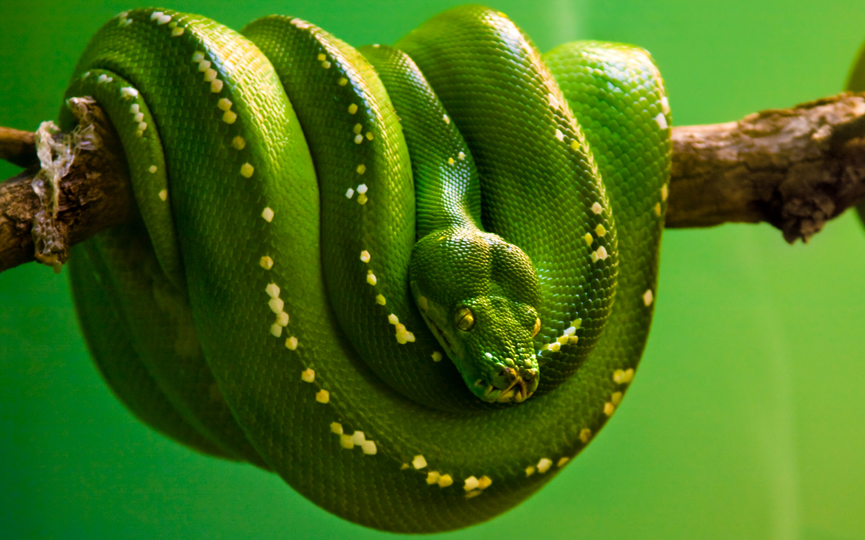 Snake Green Green Background Python Emerald Reptiles Animals 1680x1050