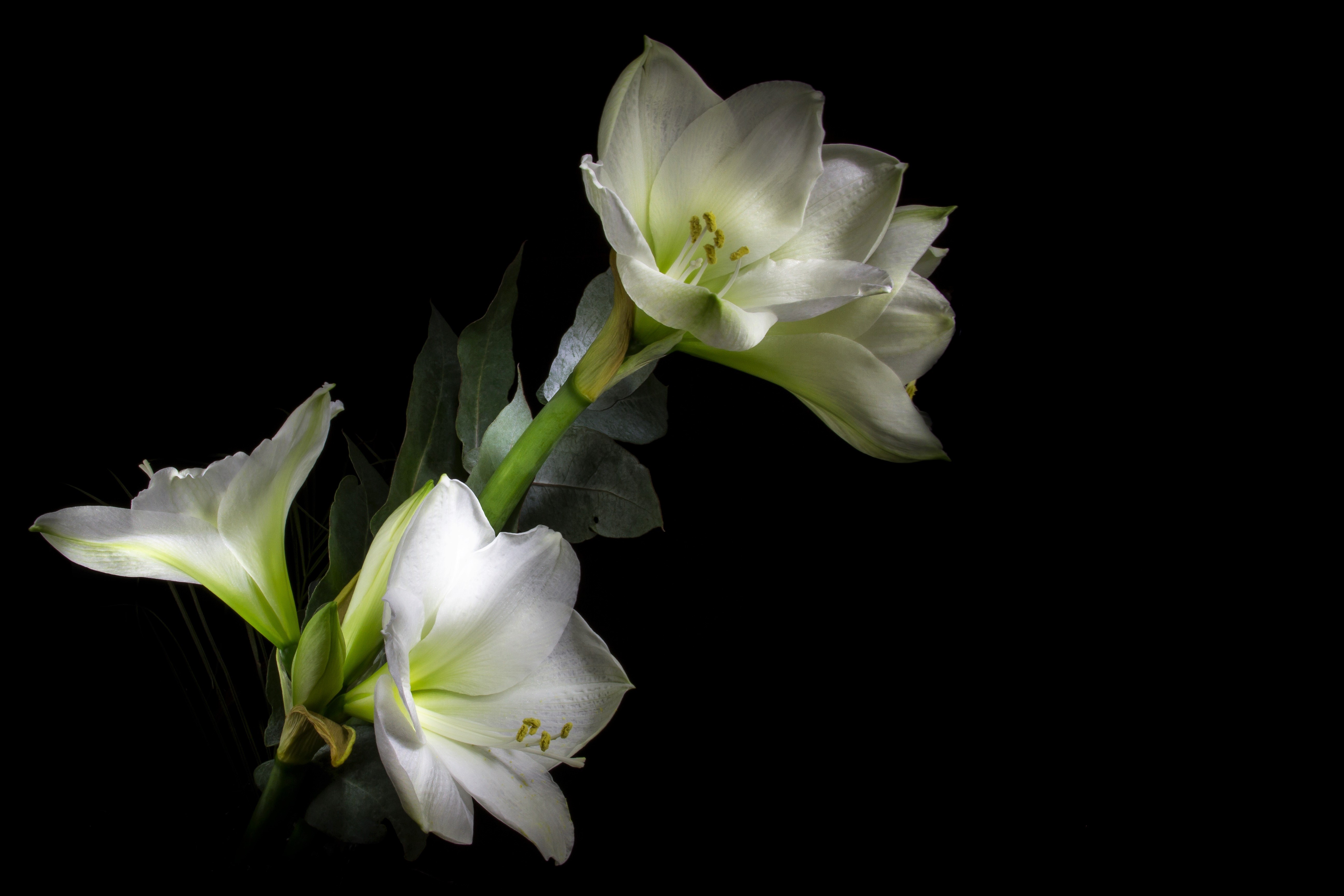 Amaryllis Flower White Flower 5184x3456
