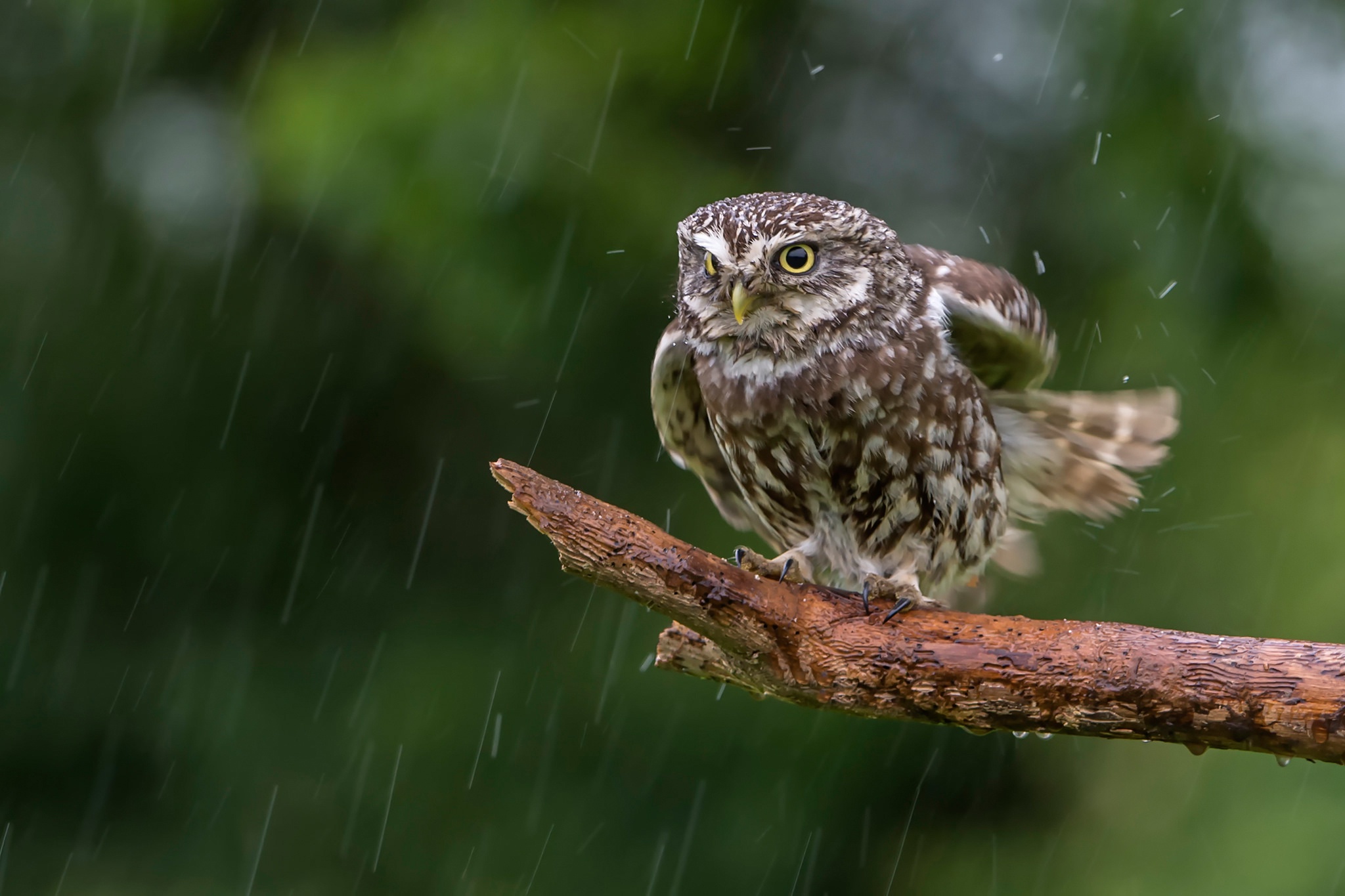 Bird Owl Rain Wildlife 2048x1365