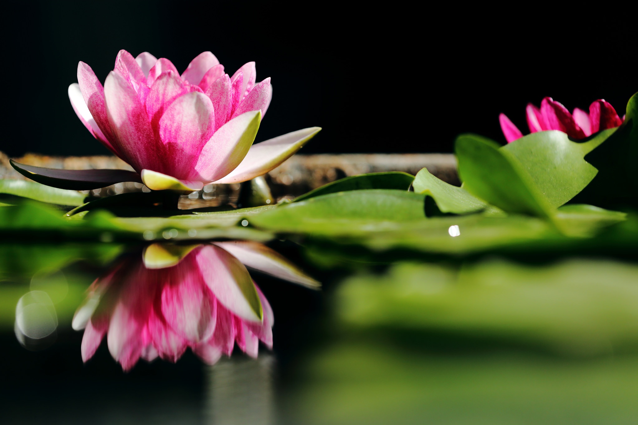 Flower Nature Pink Flower Reflection Water Lily 2048x1365