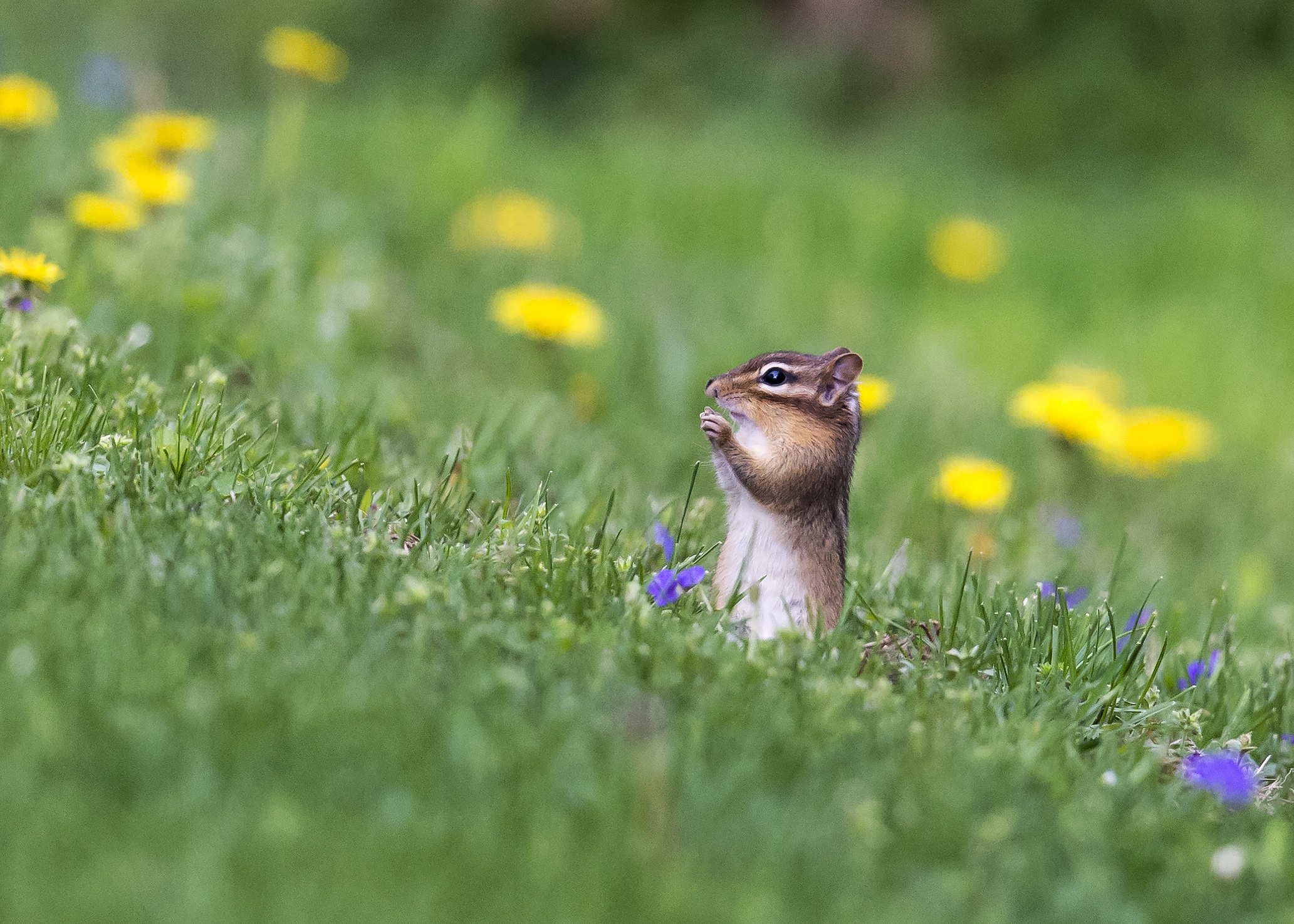 Chipmunk Grass Rodent Wildlife 2065x1475