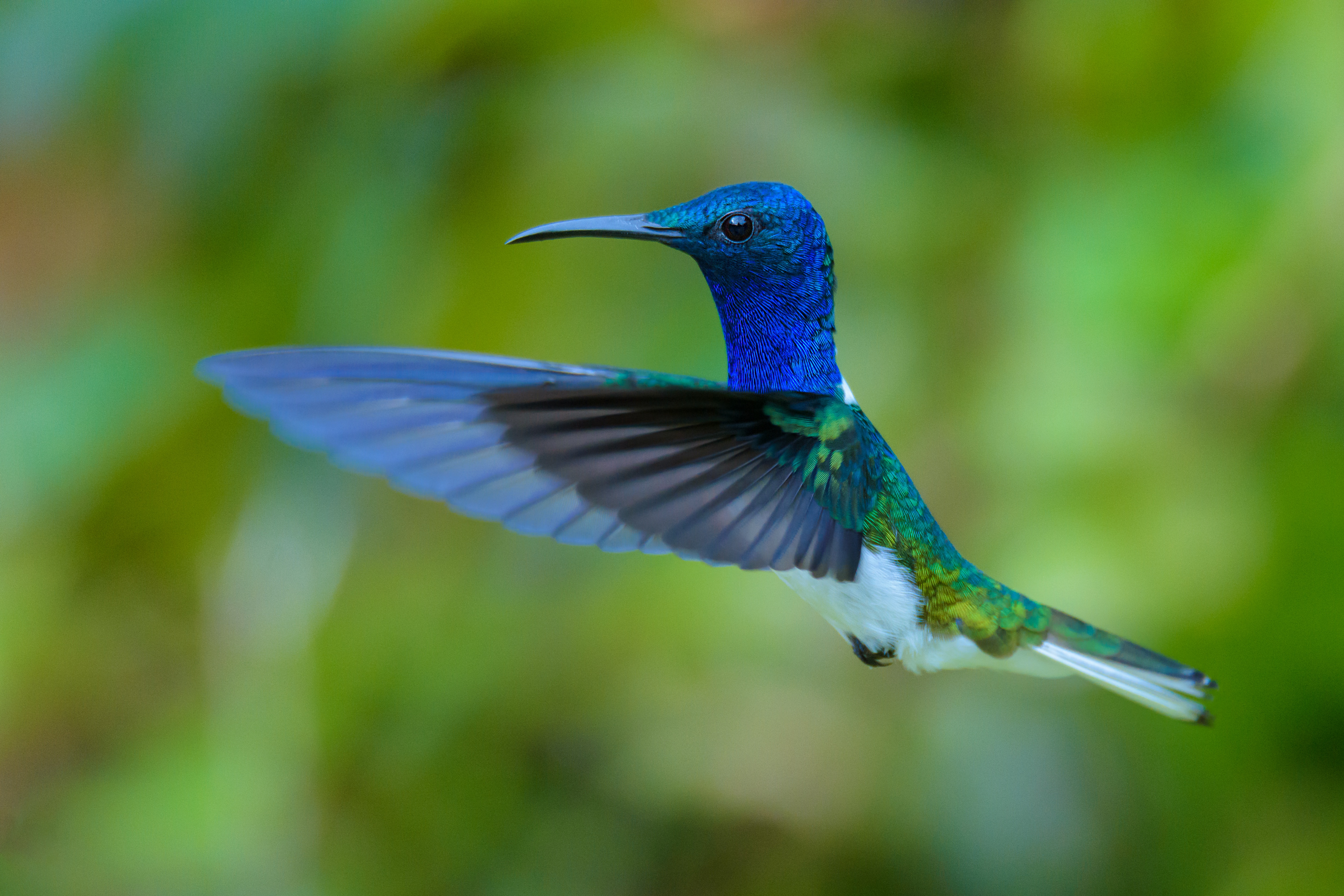 Bird Hummingbird Wildlife 4984x3323