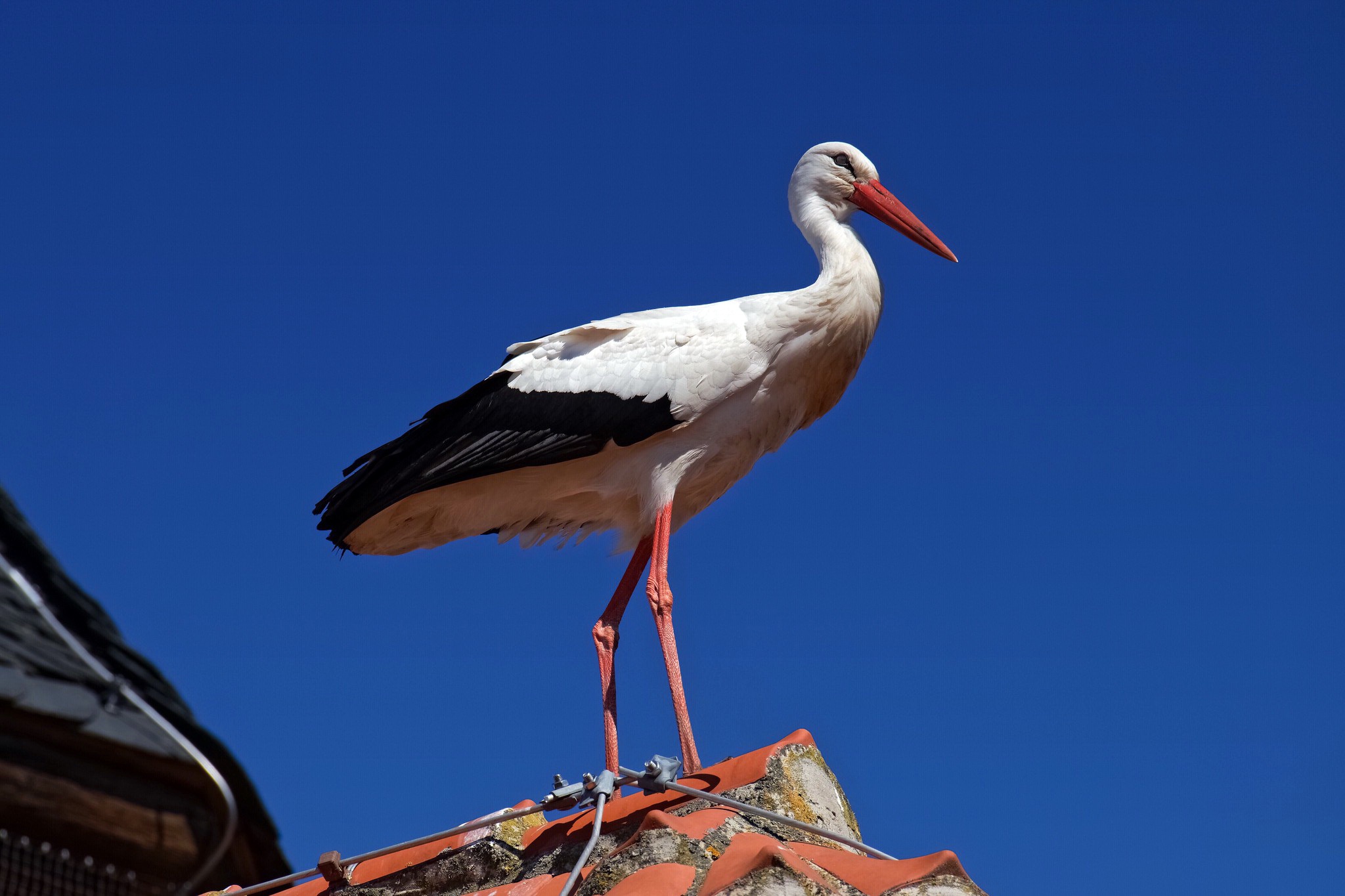 Animal White Stork 2048x1365