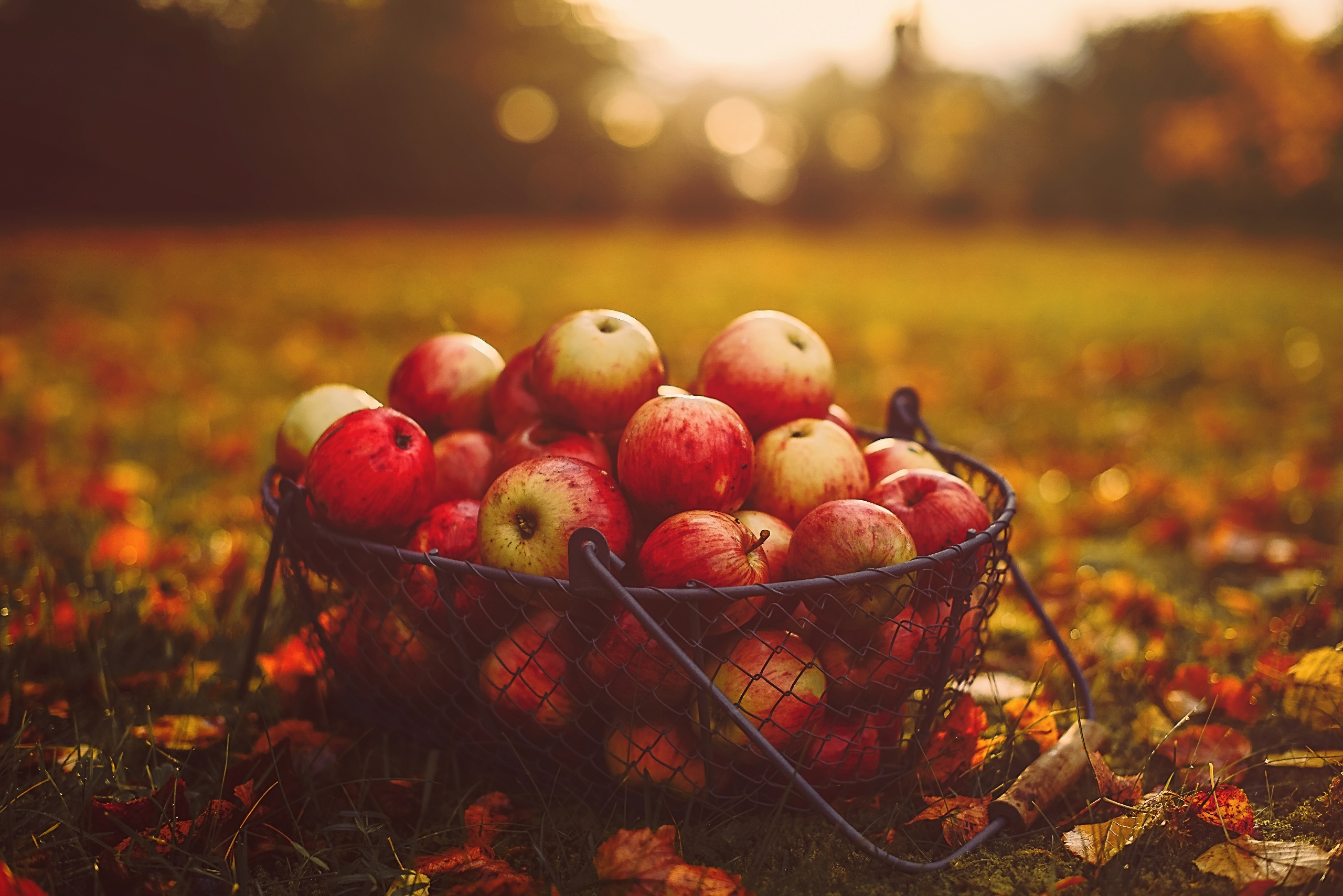 Outdoors Food Fruit Leaves Apples Baskets 2560x1709