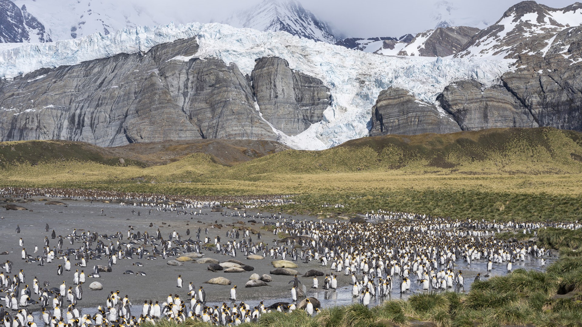 Nature Landscape Antarctic Penguins 1920x1080