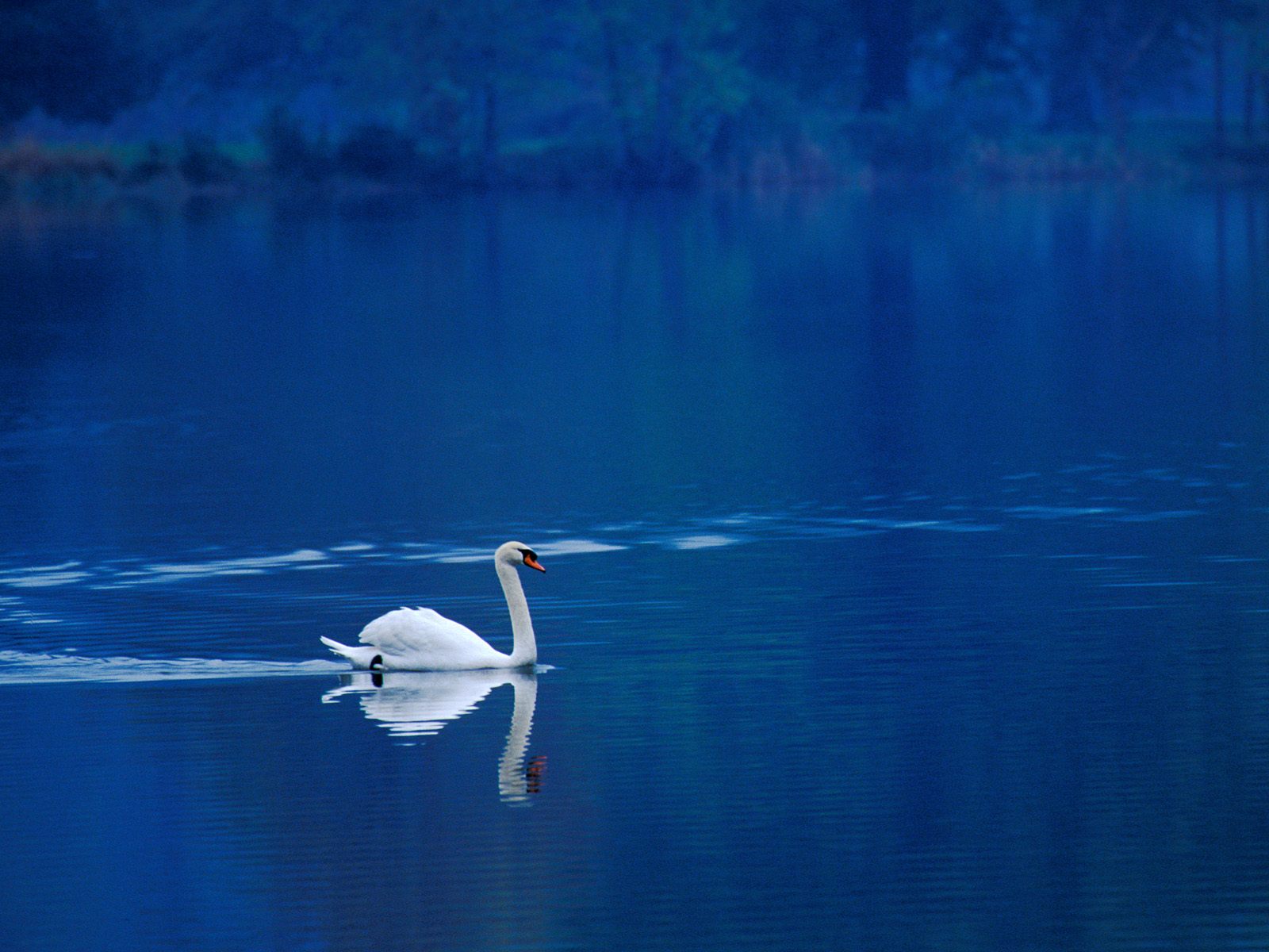 Animal Mute Swan 1600x1200