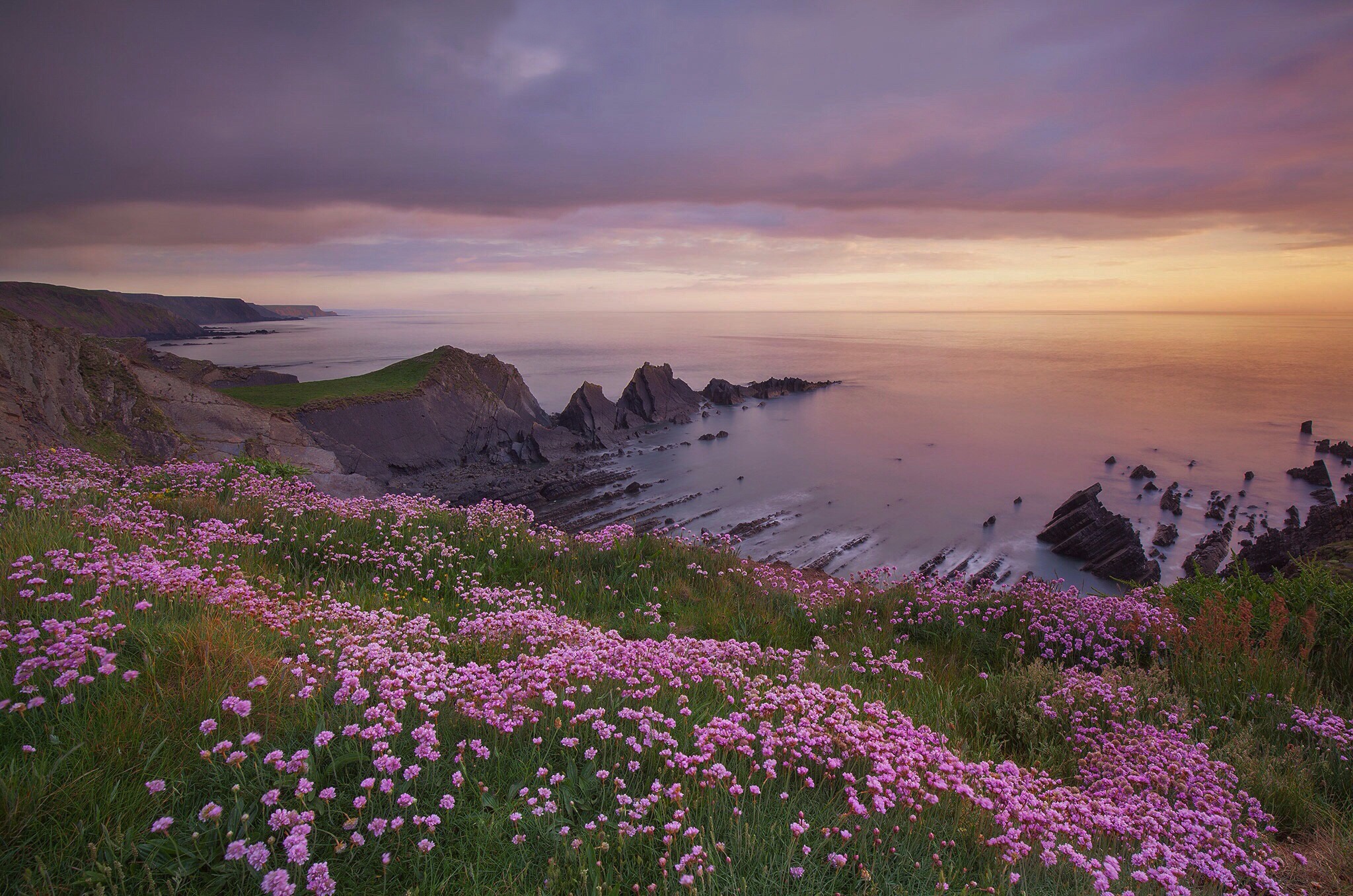 Coastline Horizon Nature Ocean Pink Flower 2048x1356