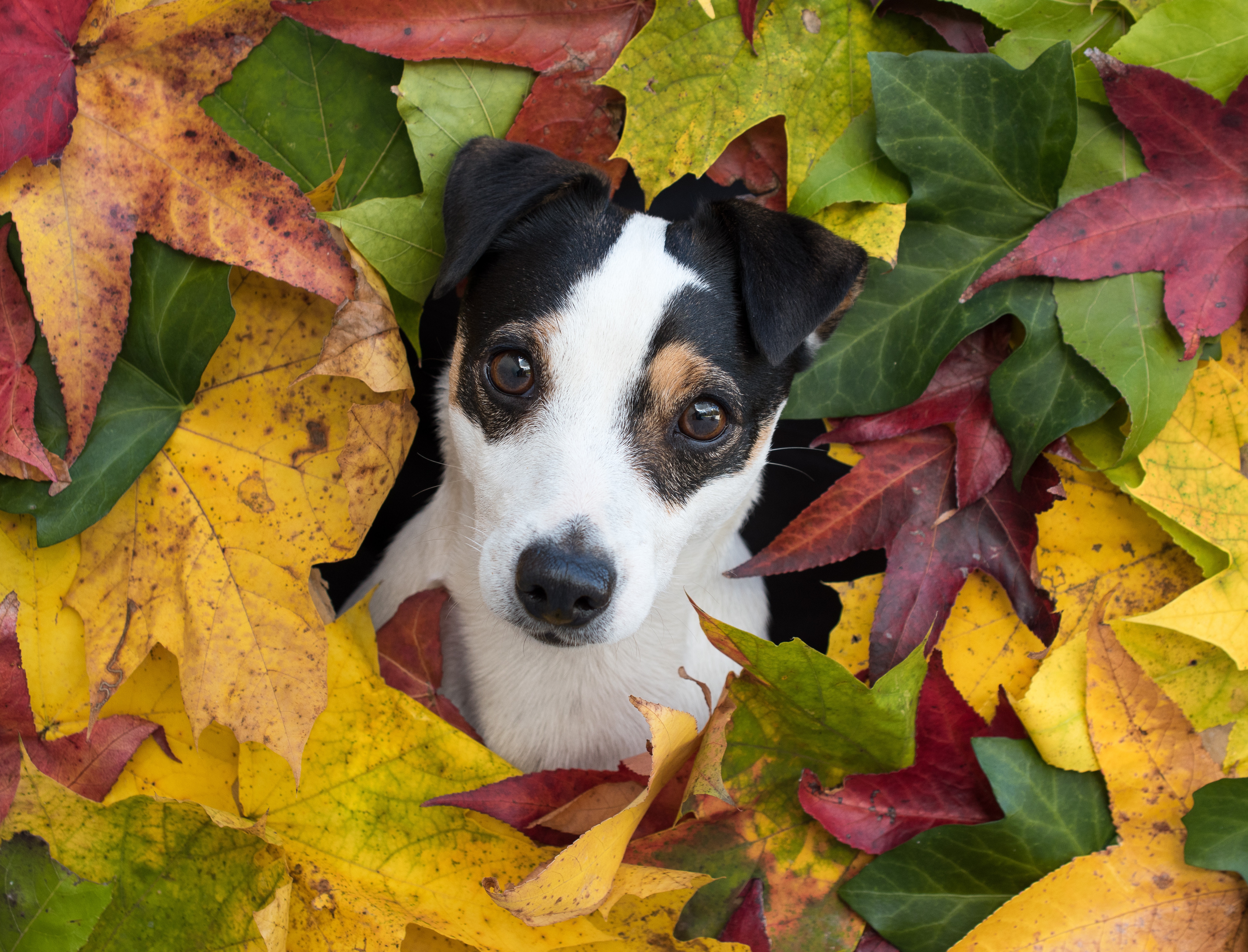 Dog Jack Russell Terrier Maple Leaf Puppy 5242x4000