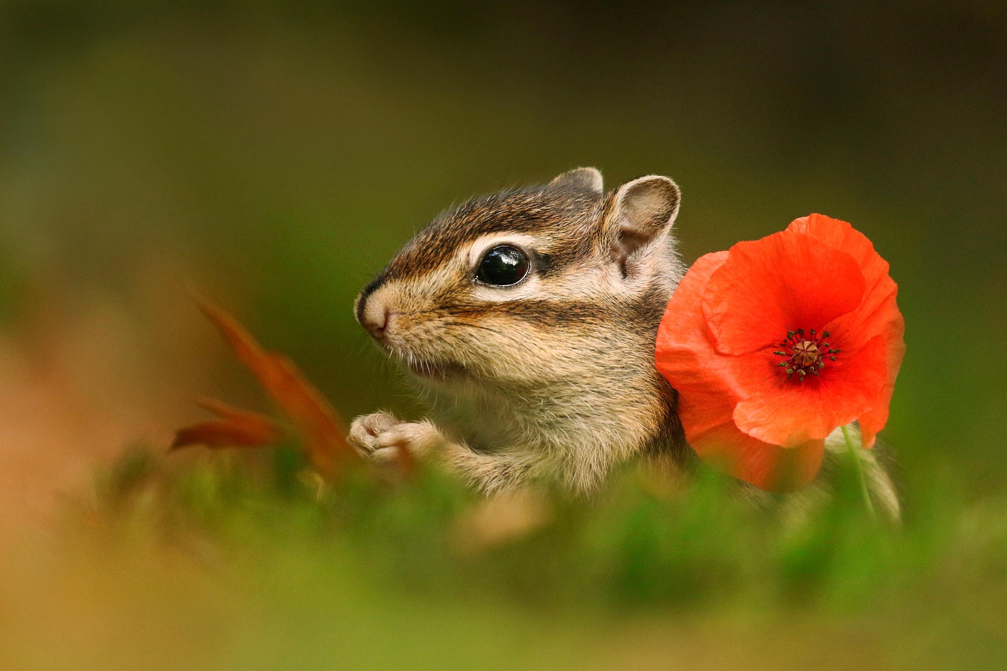 Chipmunk Poppy Red Flower Rodent Wildlife 2048x1365