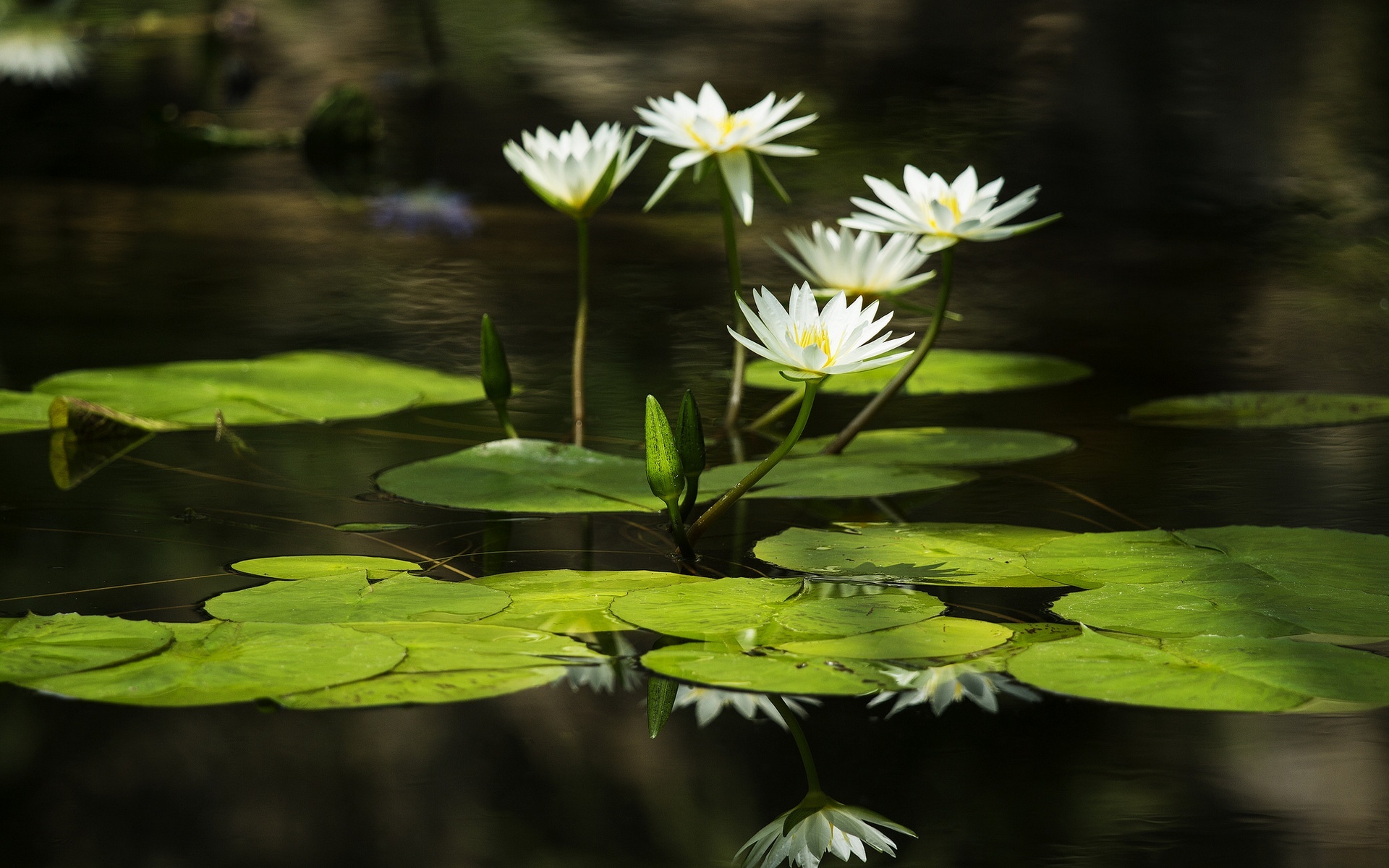 Flower Leaf Nature Reflection Water Lily White Flower 1920x1200