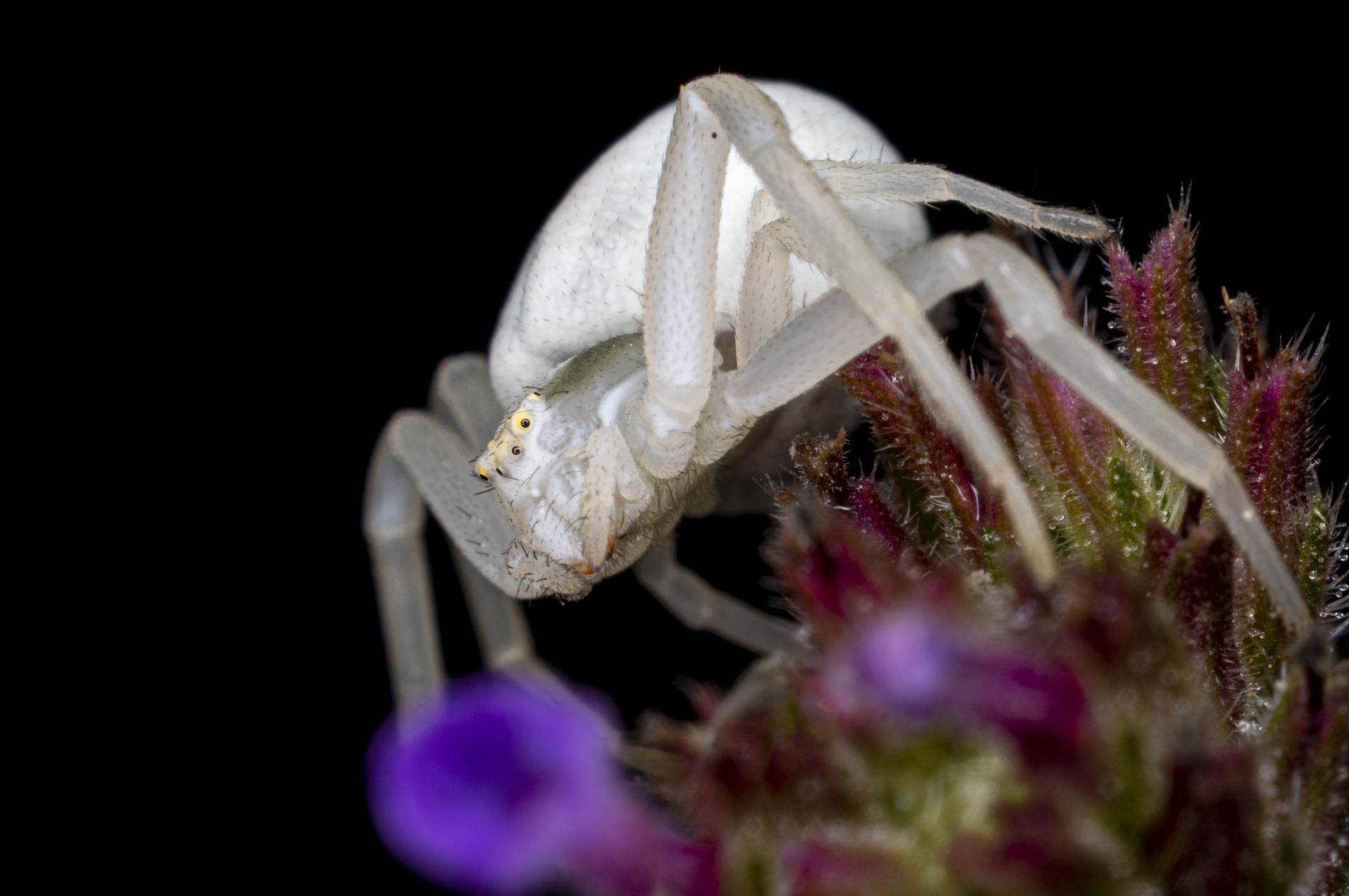 Arachnid Crab Spider Macro Spider 1920x1276