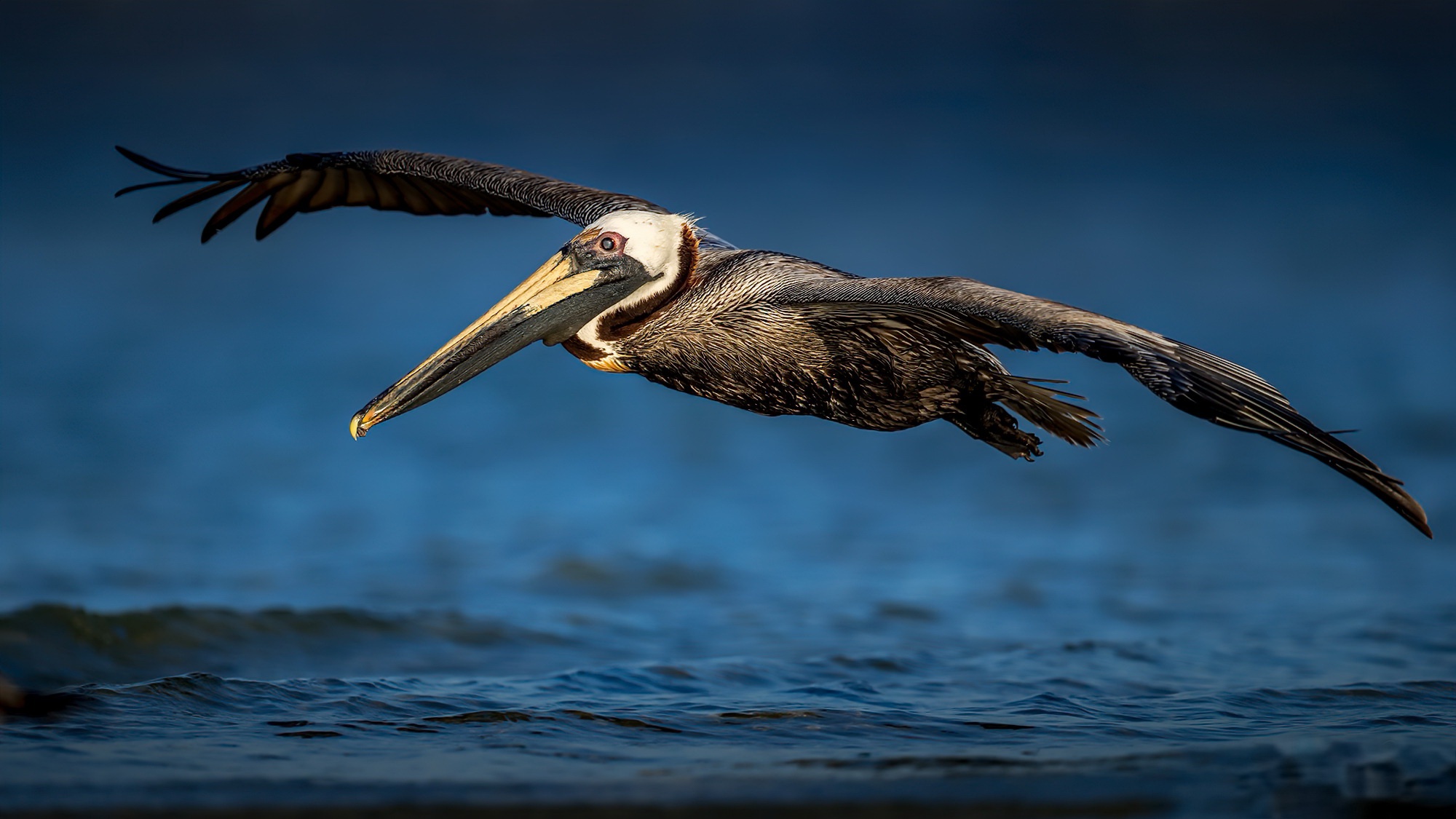 Bird Pelican Wildlife 2000x1125