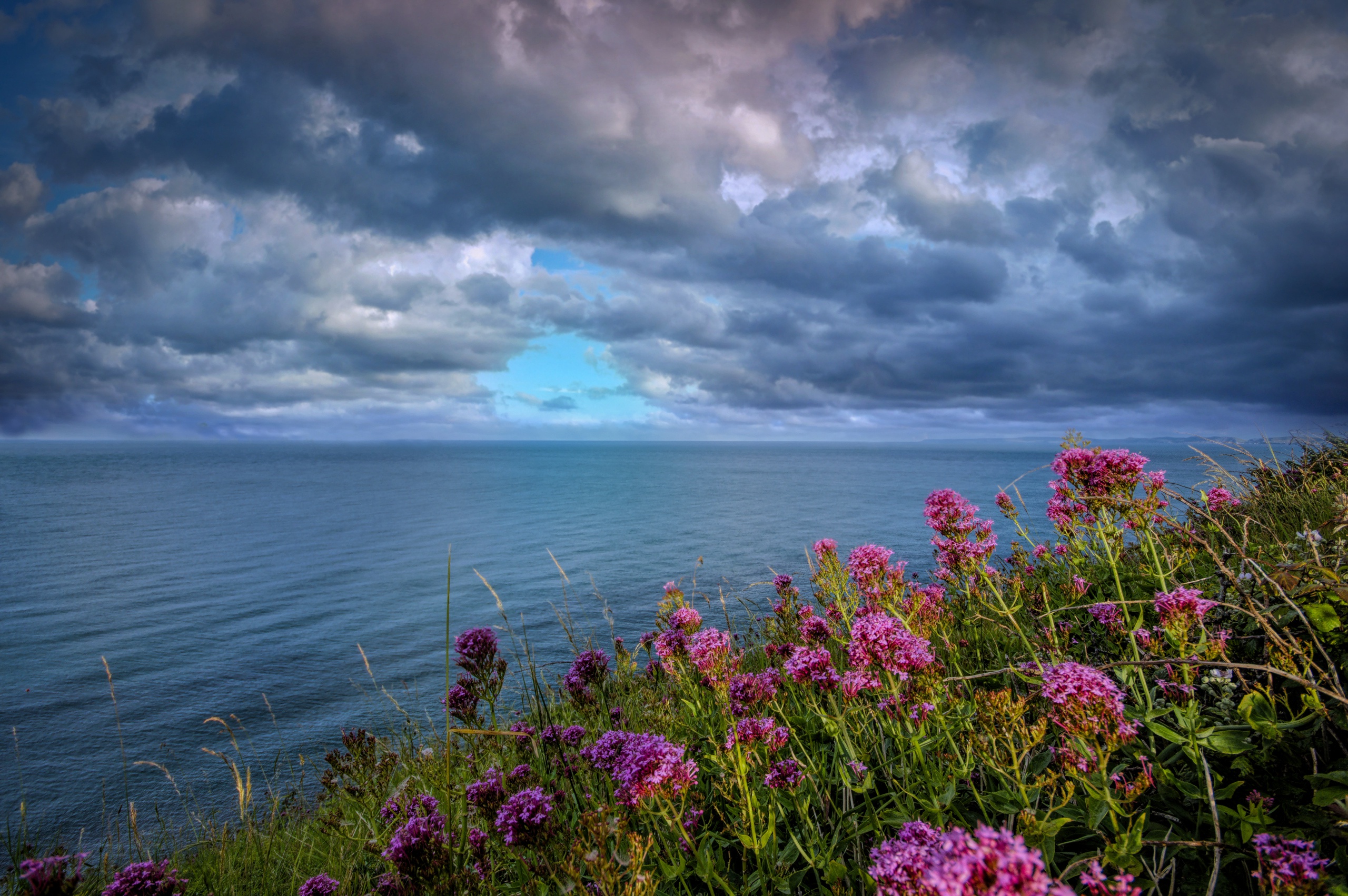 Cloud Flower Horizon Nature Ocean Pink Flower 2560x1702