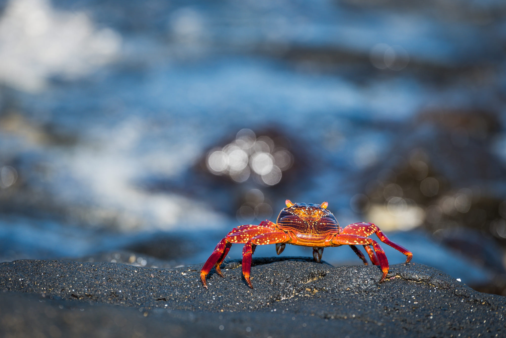Crab Crustacean Wildlife 2000x1335