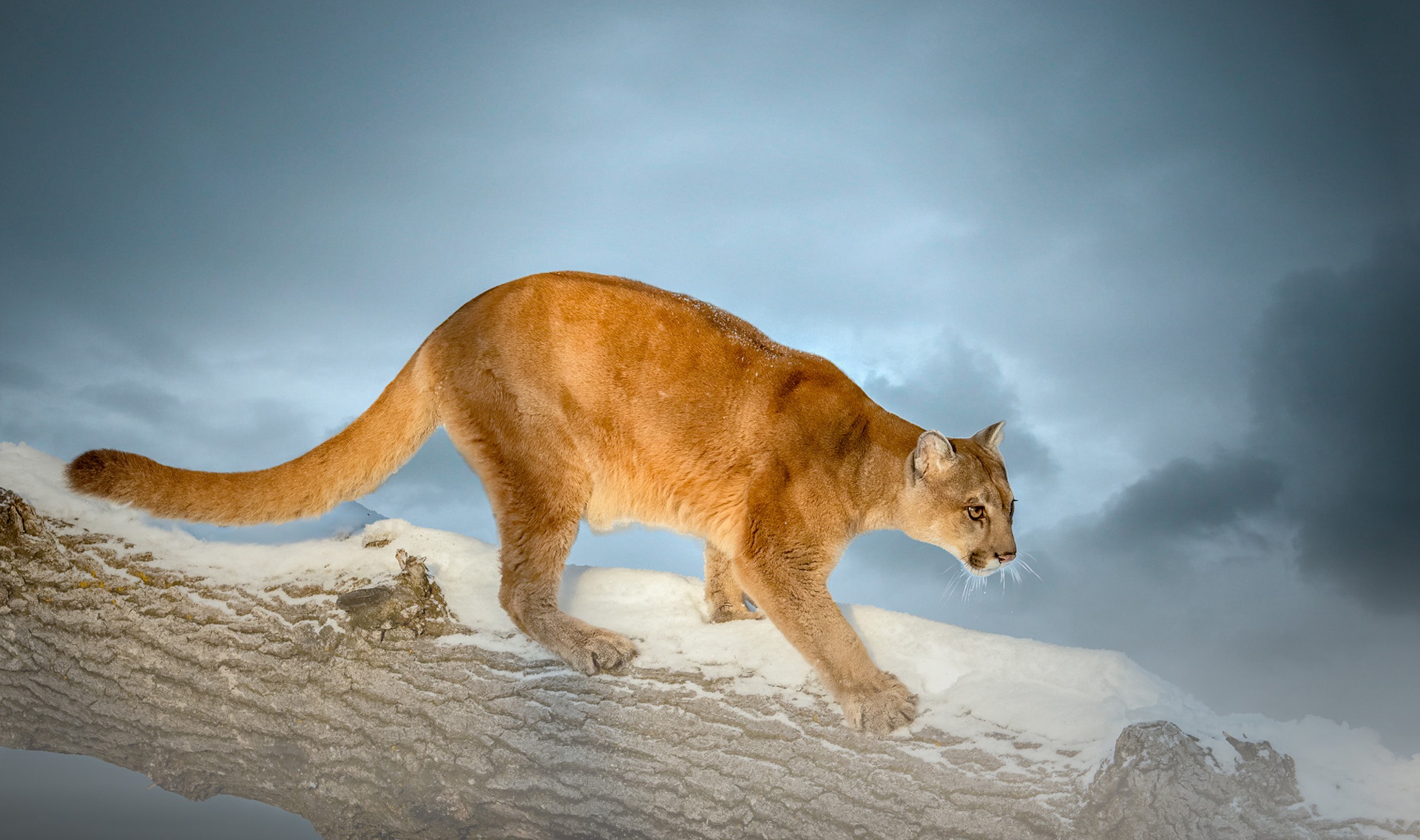 Big Cat Cougar Wildlife Predator Animal 1920x1136