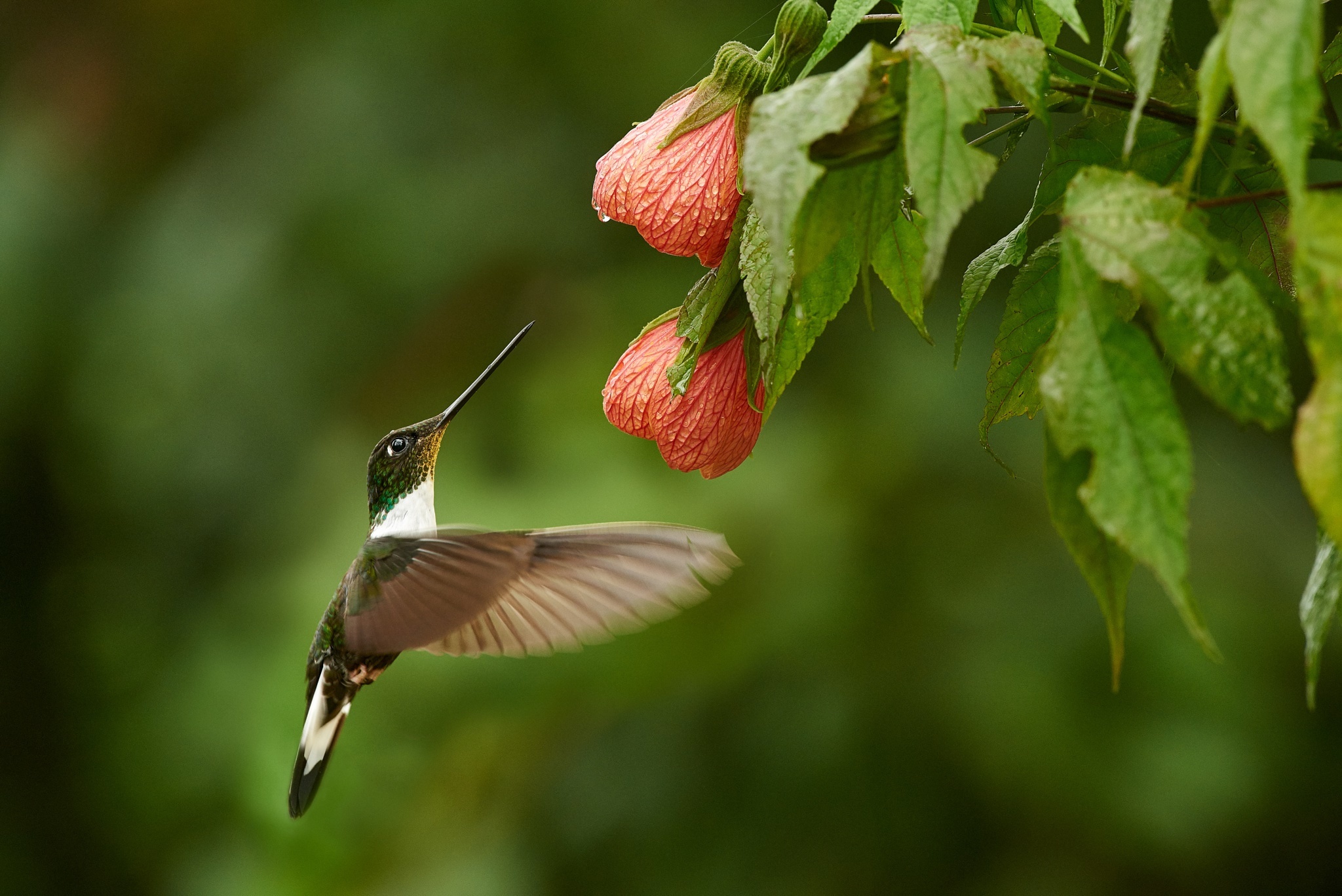 Bird Flower Hummingbird Macro Wildlife 2048x1367