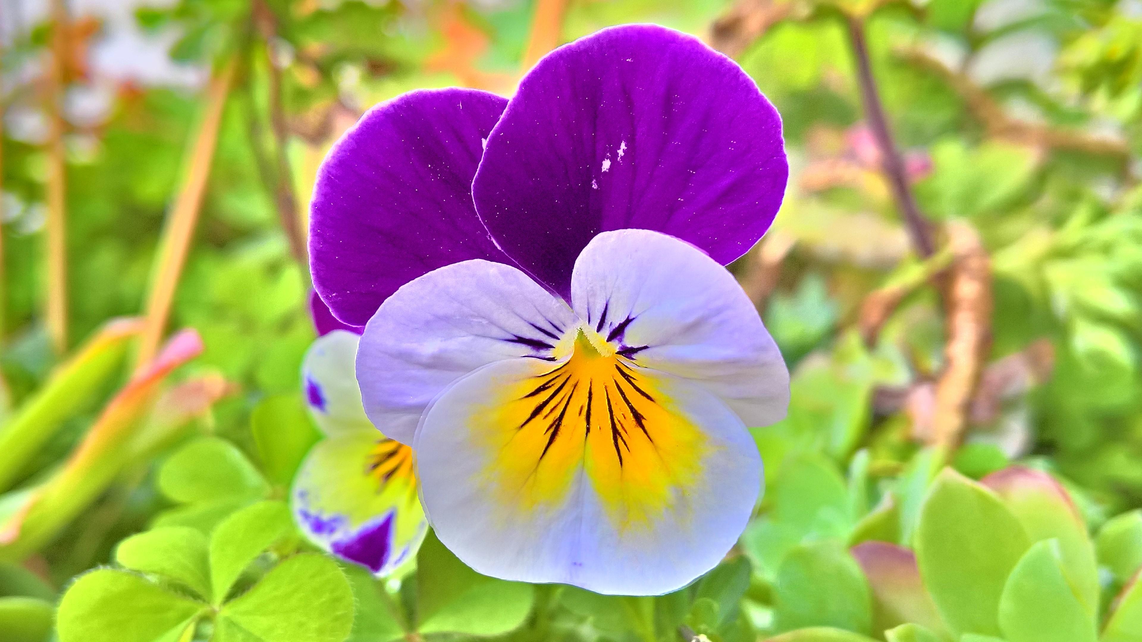 Earth Flower Pansy 3840x2160