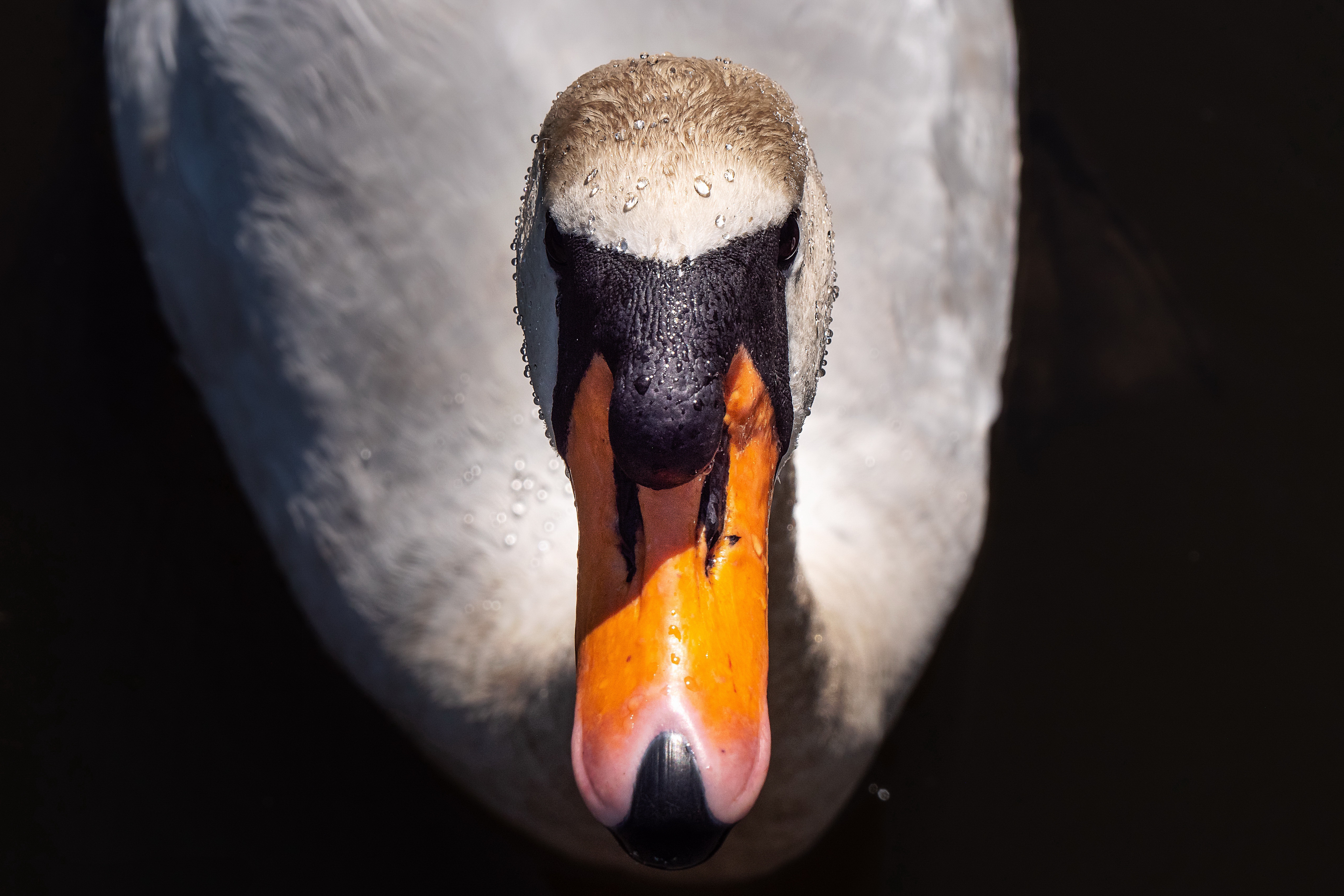 Bird Swan Wildlife 5108x3405