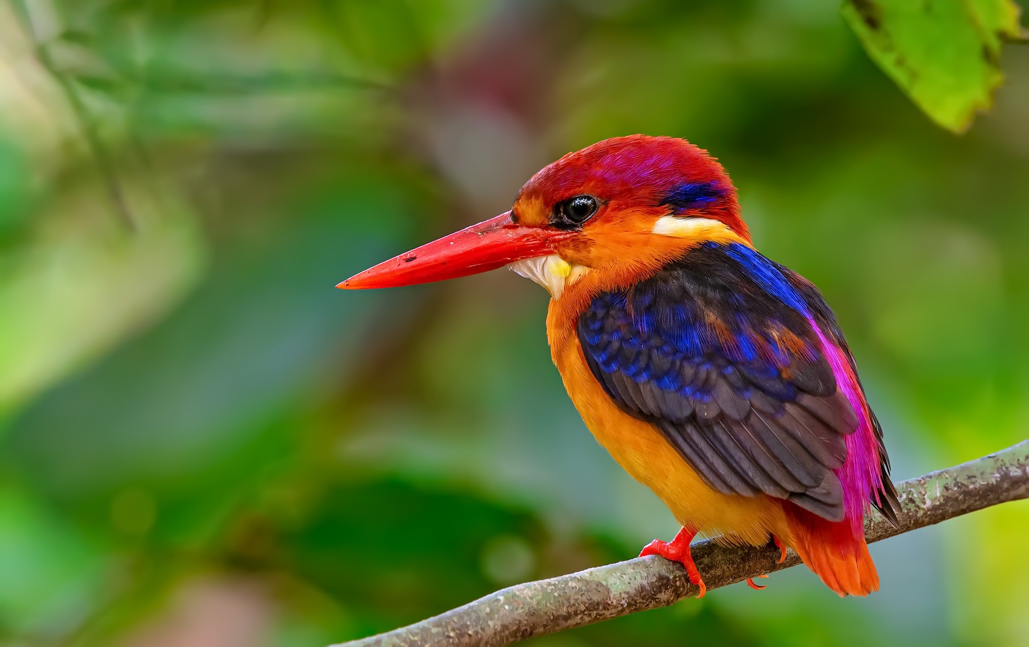 Bird Kingfisher Wildlife 2048x1288