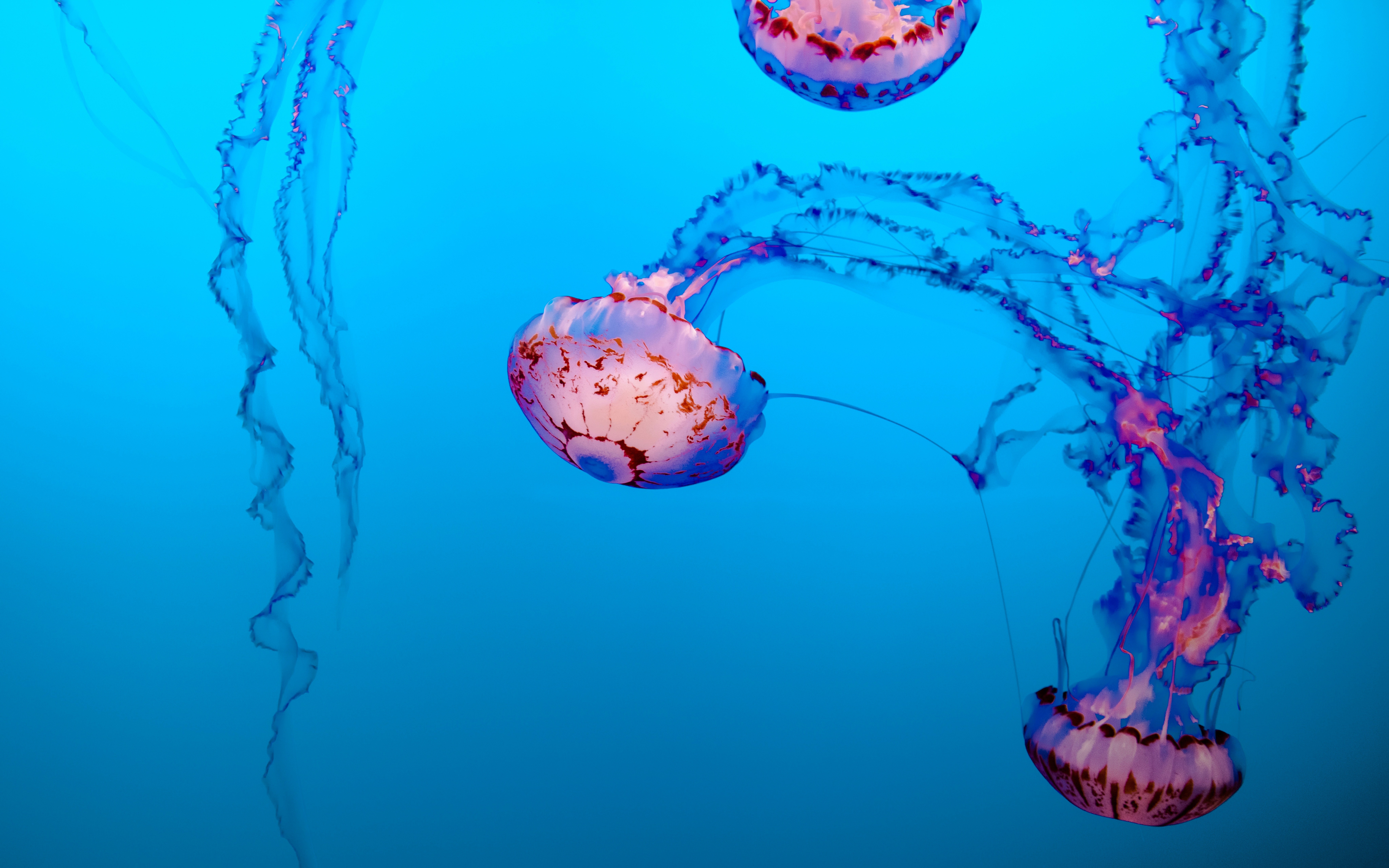 Jellyfish Sea Life Underwater 7680x4800
