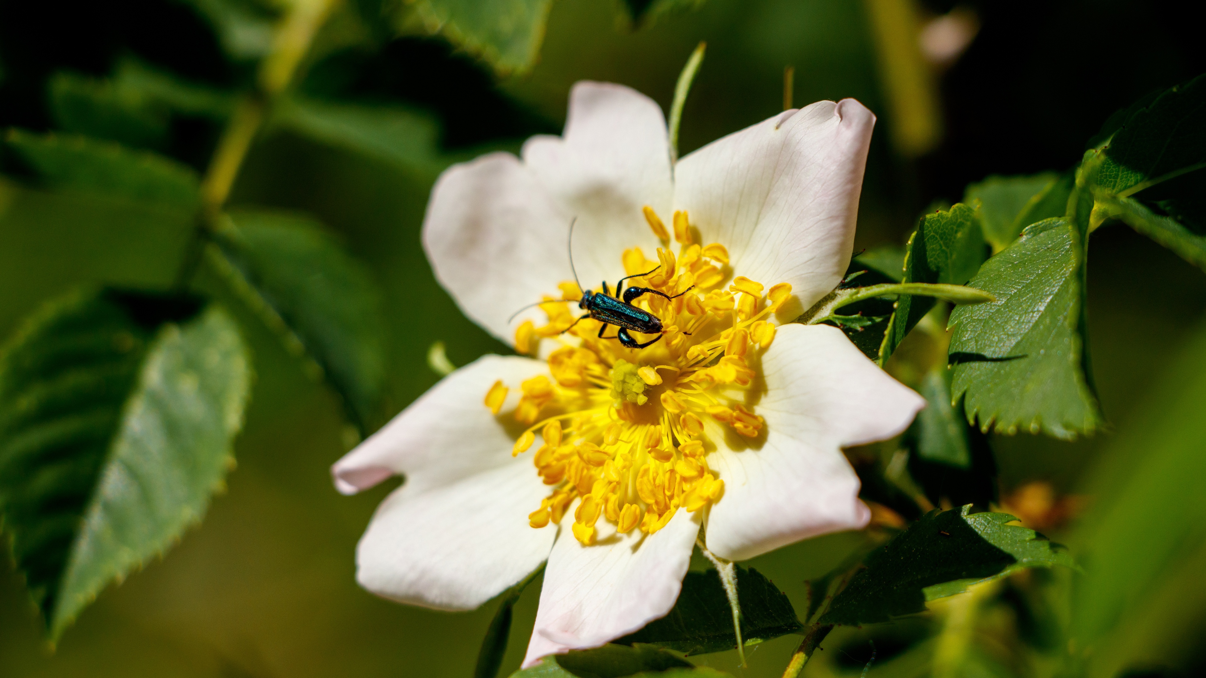 Beetle Flower Macro 3840x2160
