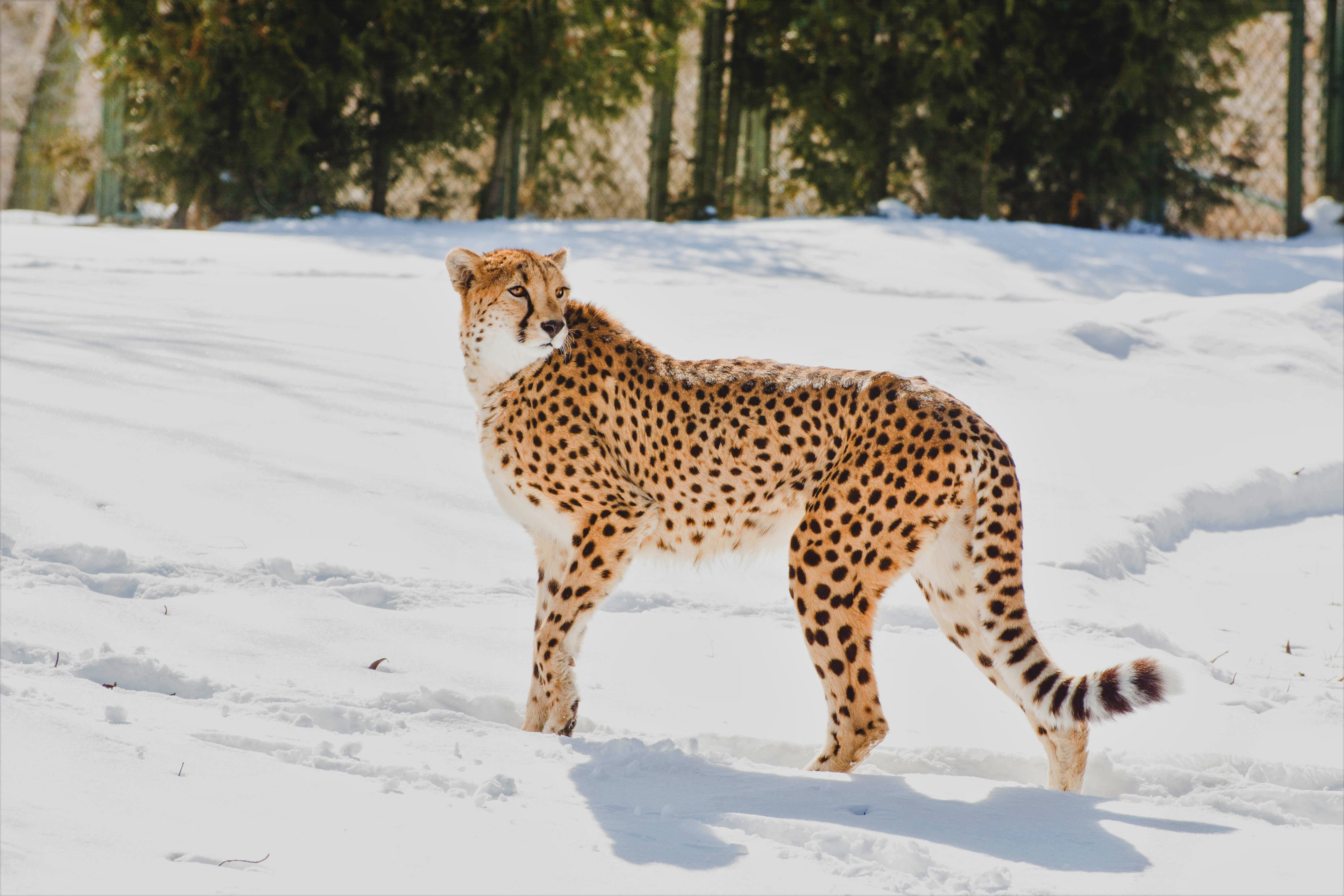 Big Cat Cheetah Snow Winter Zoo 6000x4000