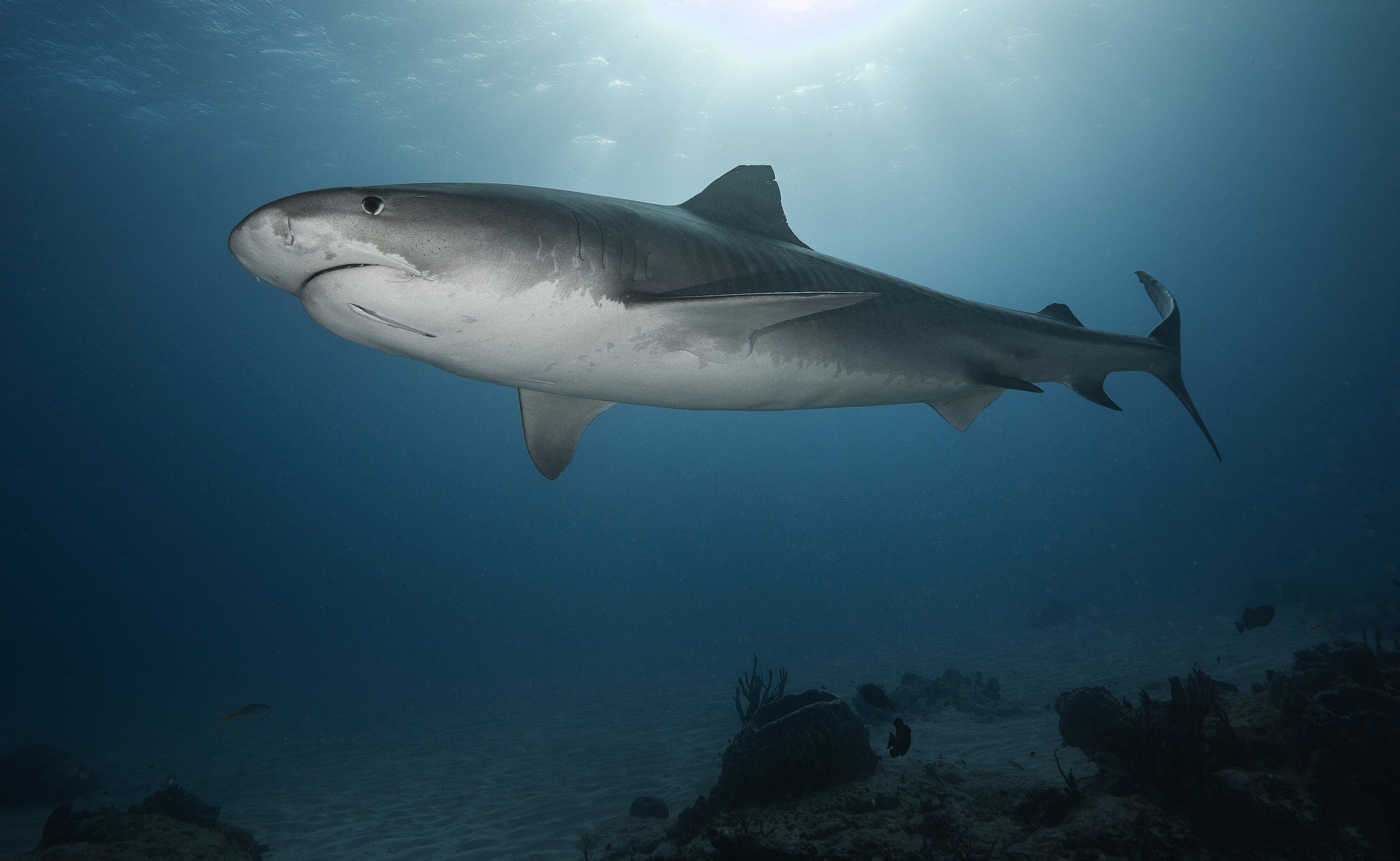 Sea Life Shark Underwater 2048x1259