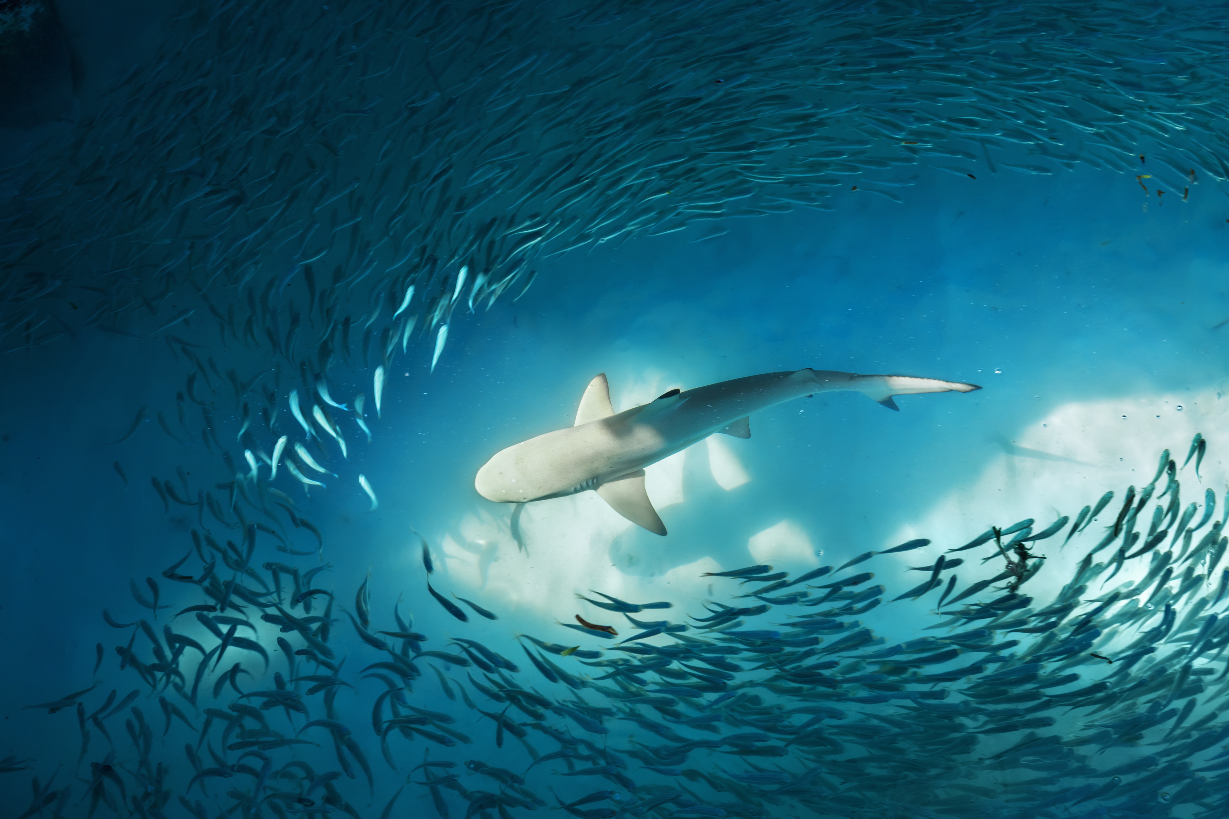 Fish Shark Underwater Predator Animal 4243x2829